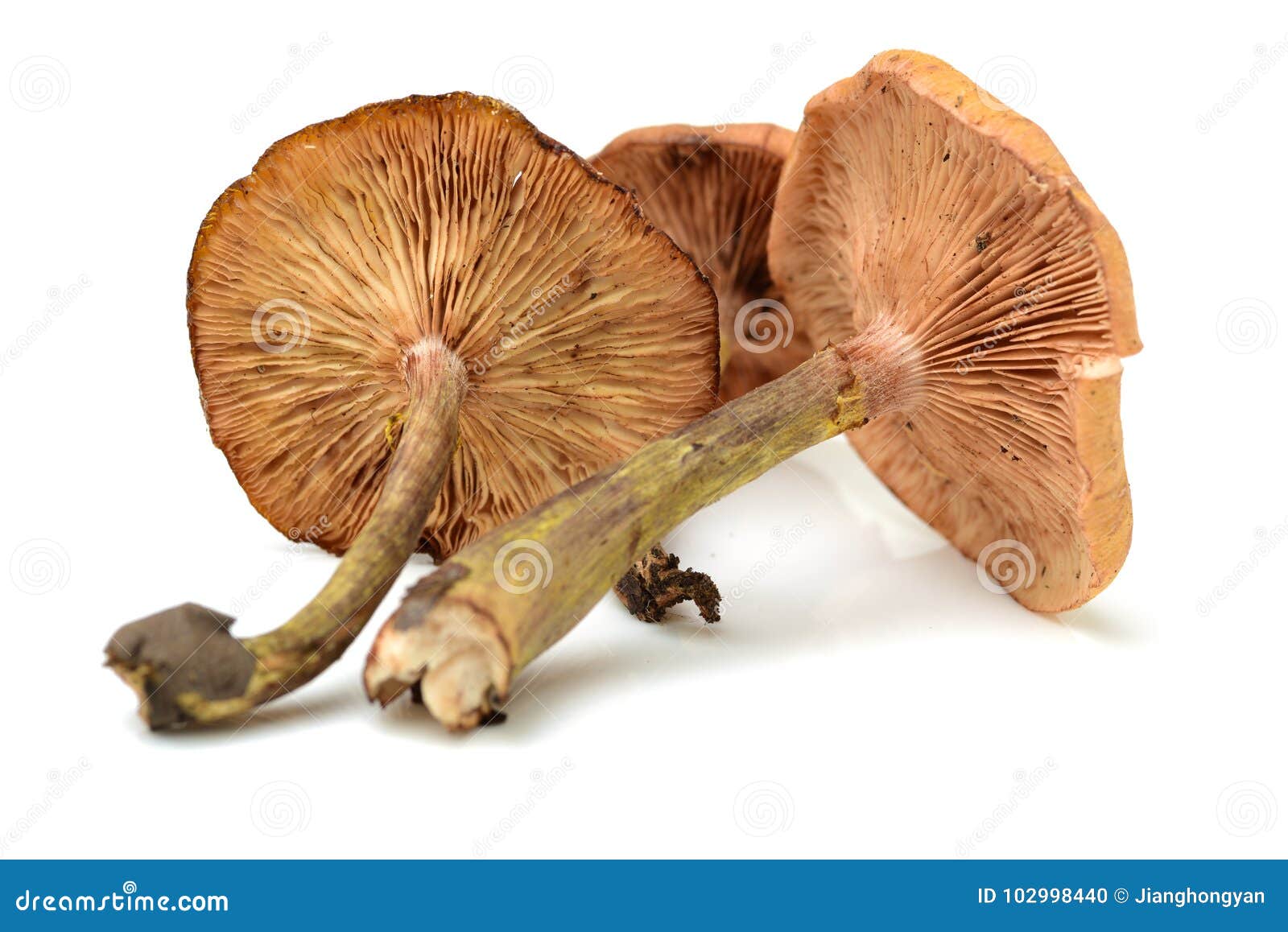 Hazel mushroom stock photo. Image of detox, descriptive 102998440