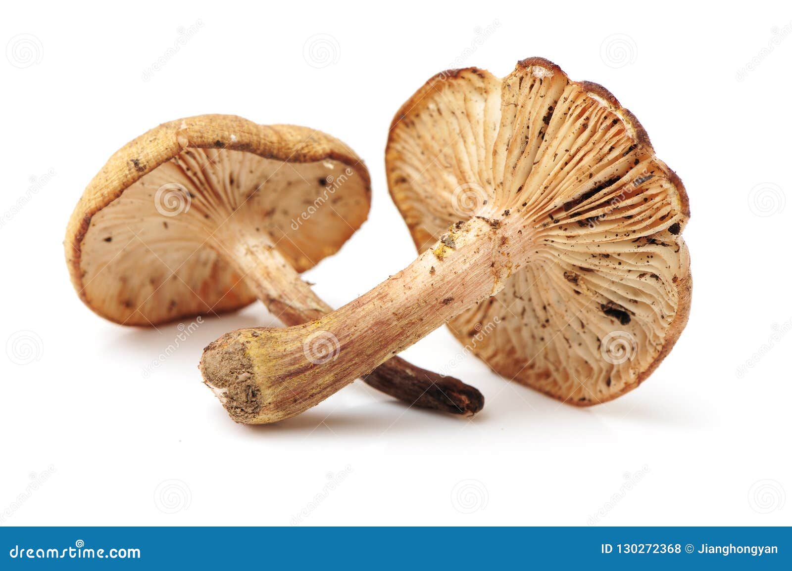 Hazel mushroom stock photo. Image of extended, hericium 130272368