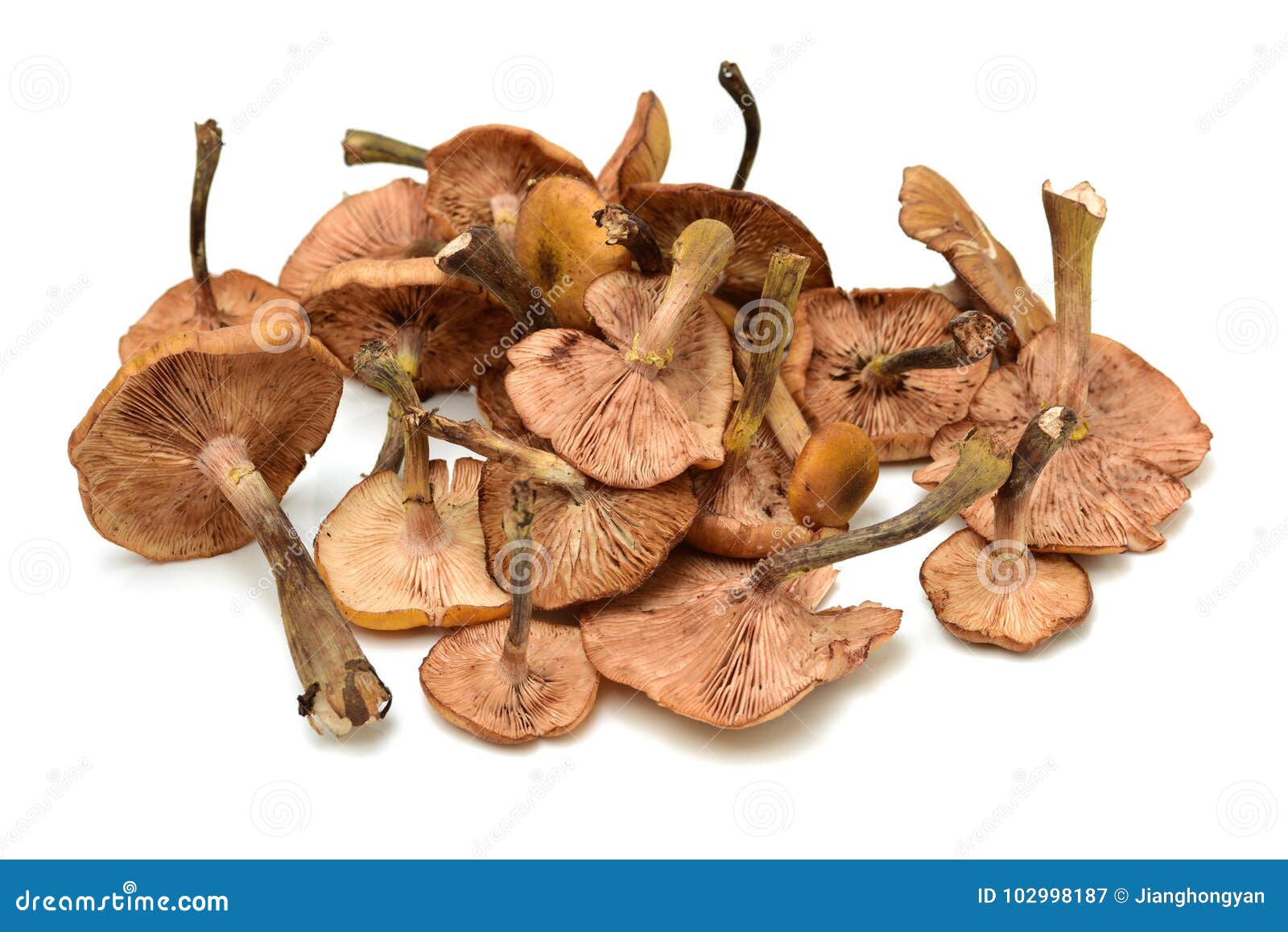 Hazel mushroom stock image. Image of colour, flora, fresh 102998187