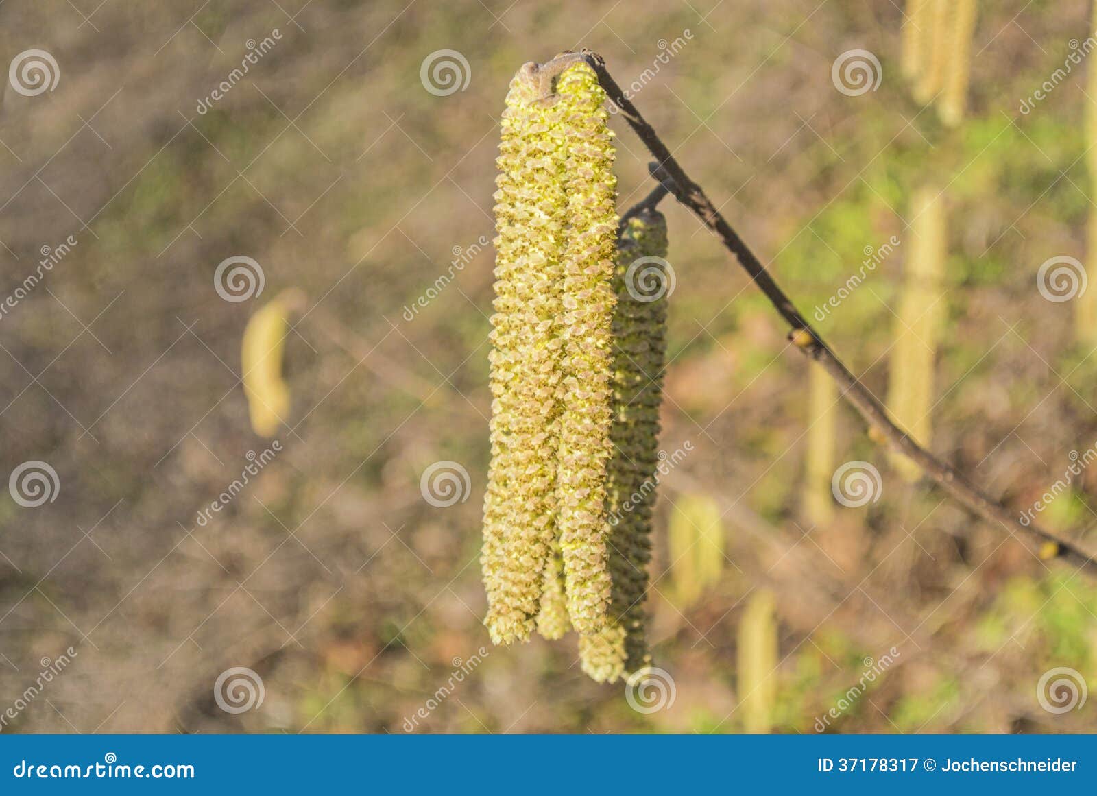 Hazelnut bloom stock image. Image of autumn, brown, countryside 37178317