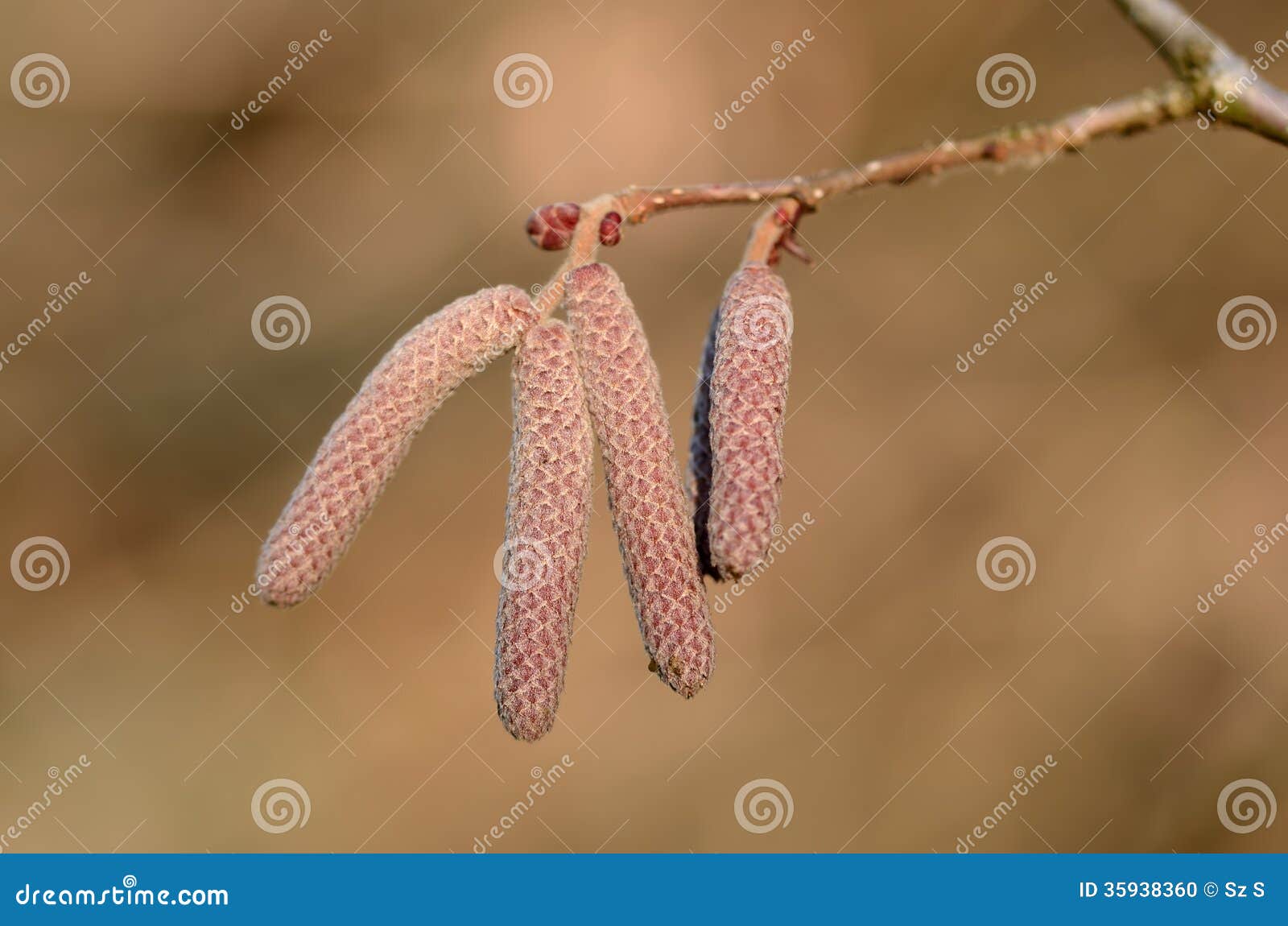 Hazelnut bloom stock photo. Image of catkin, allergy 35938360