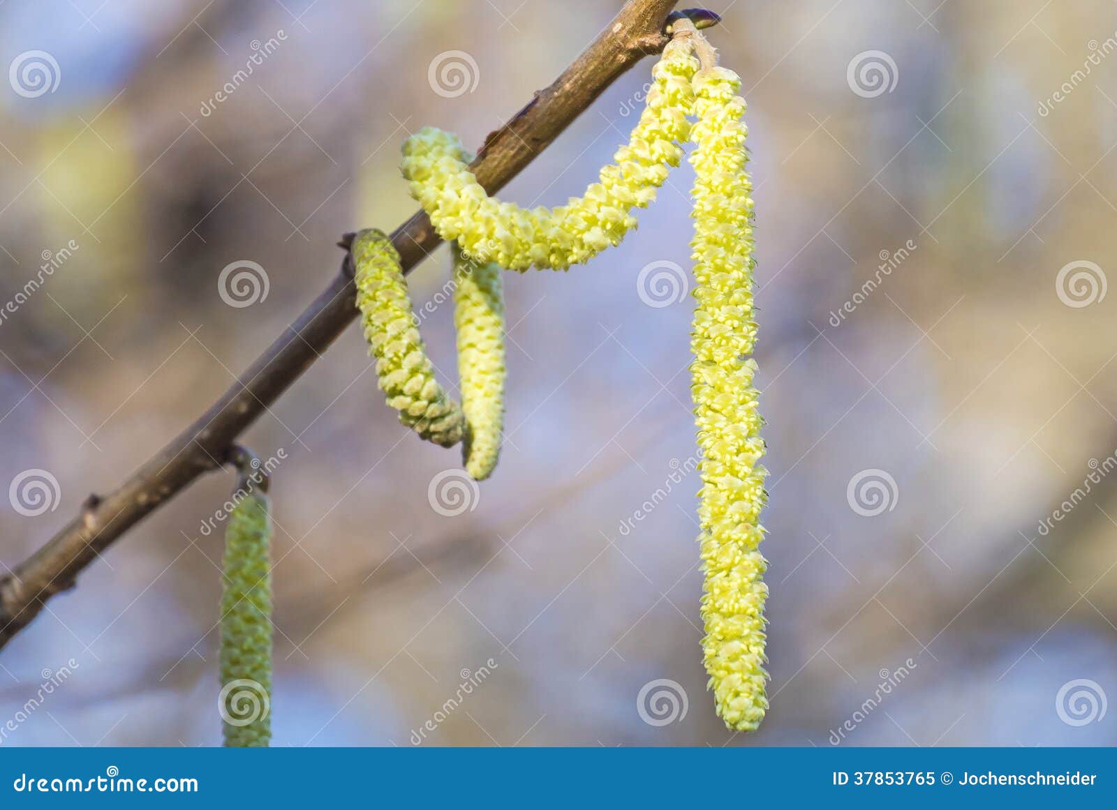 Hazelnut blossom stock image. Image of hazelnut, catkin 37853765