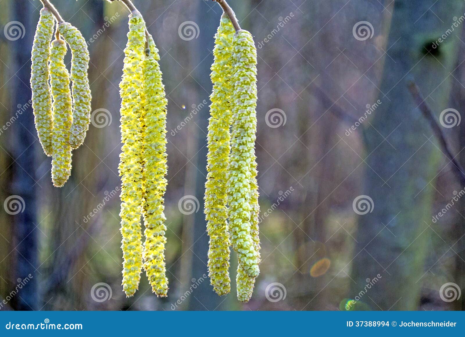 Hazelnut blossom stock photo. Image of country, beauty 37388994