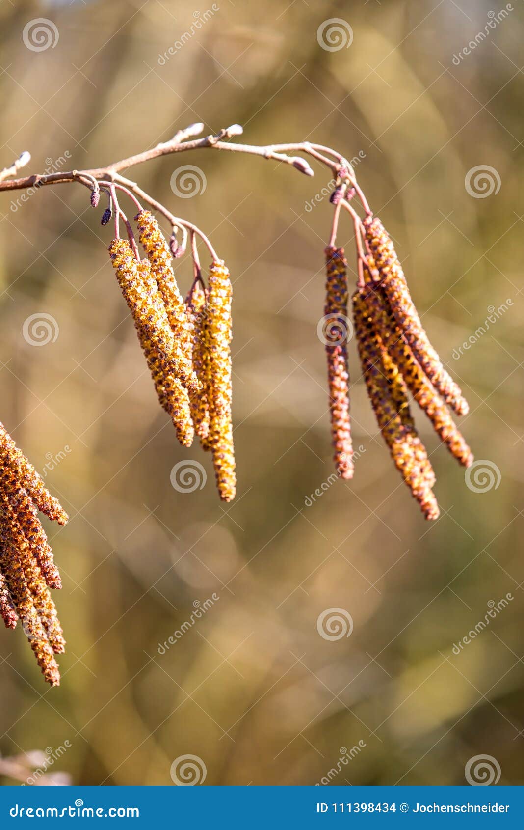 Hazelnut Blossom in Germany in Wintertime Stock Photo Image of forest