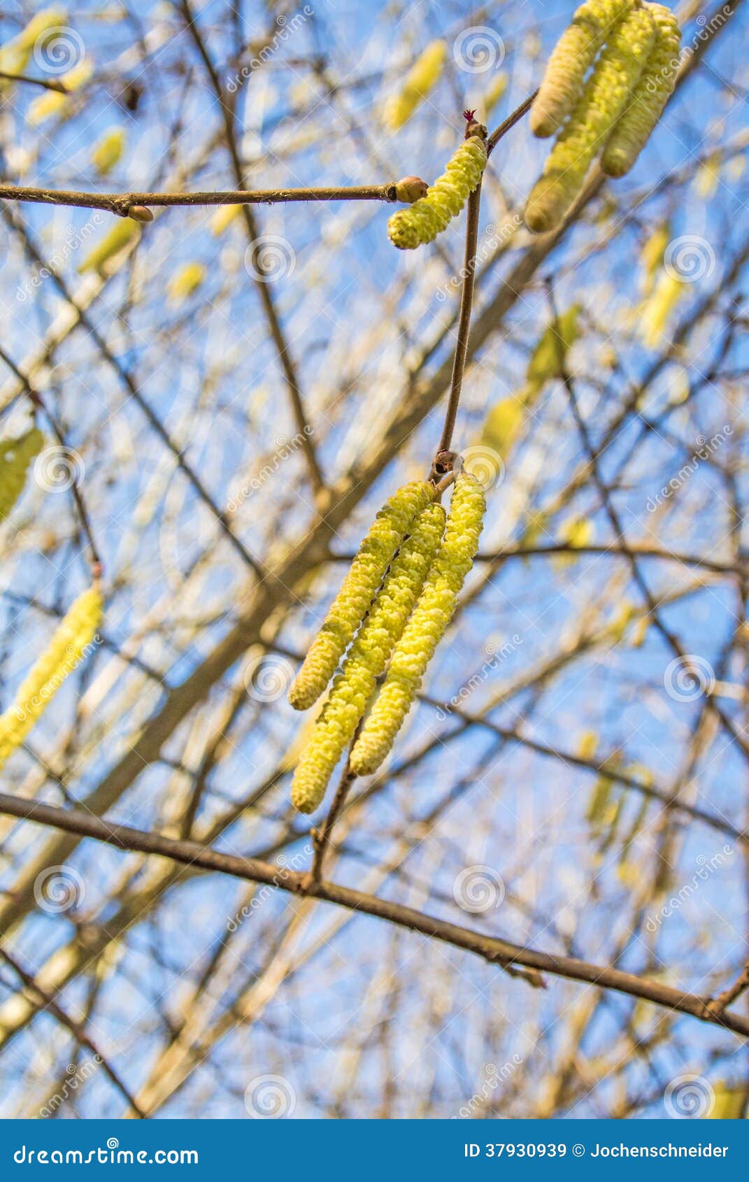 Hazelnut blossom stock image. Image of brush, countryside 37930939