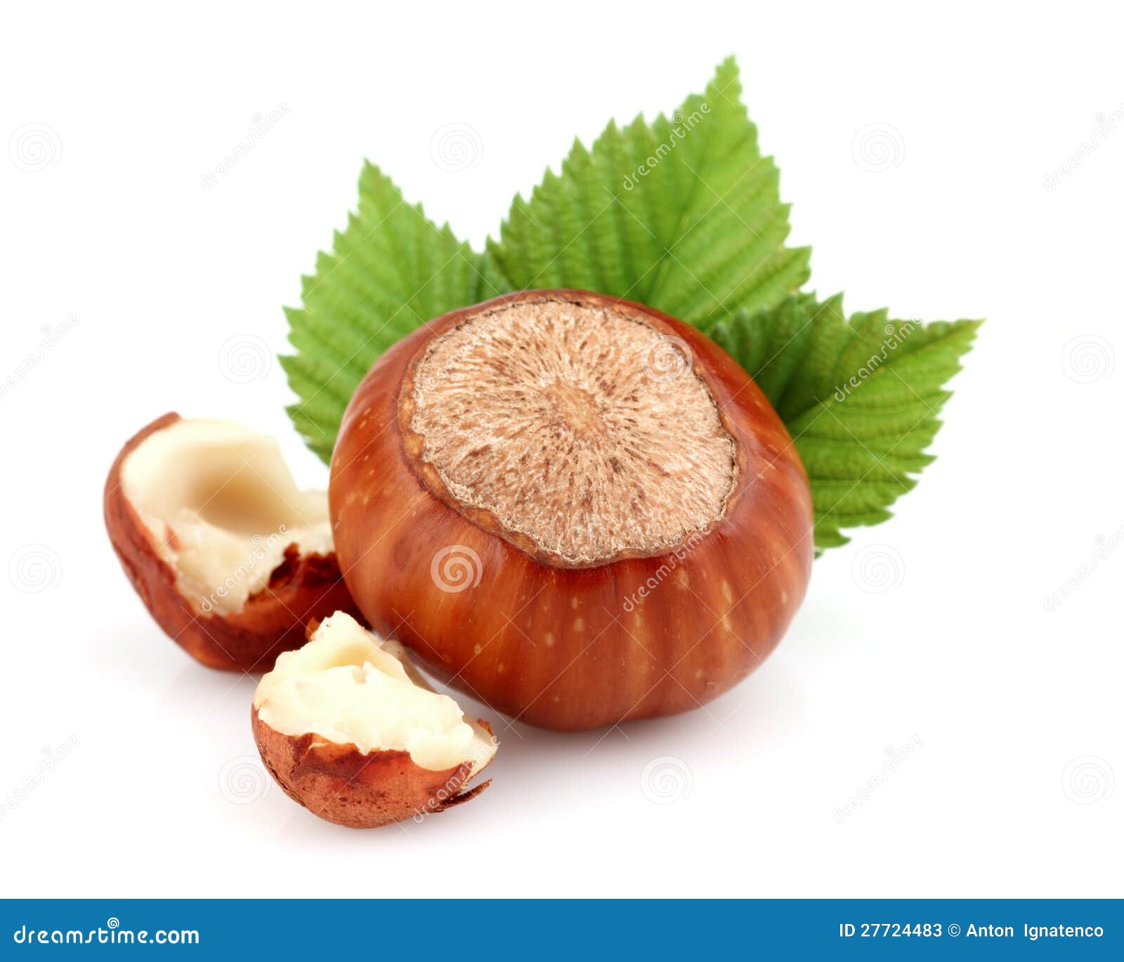 hazelnut with cut kernel