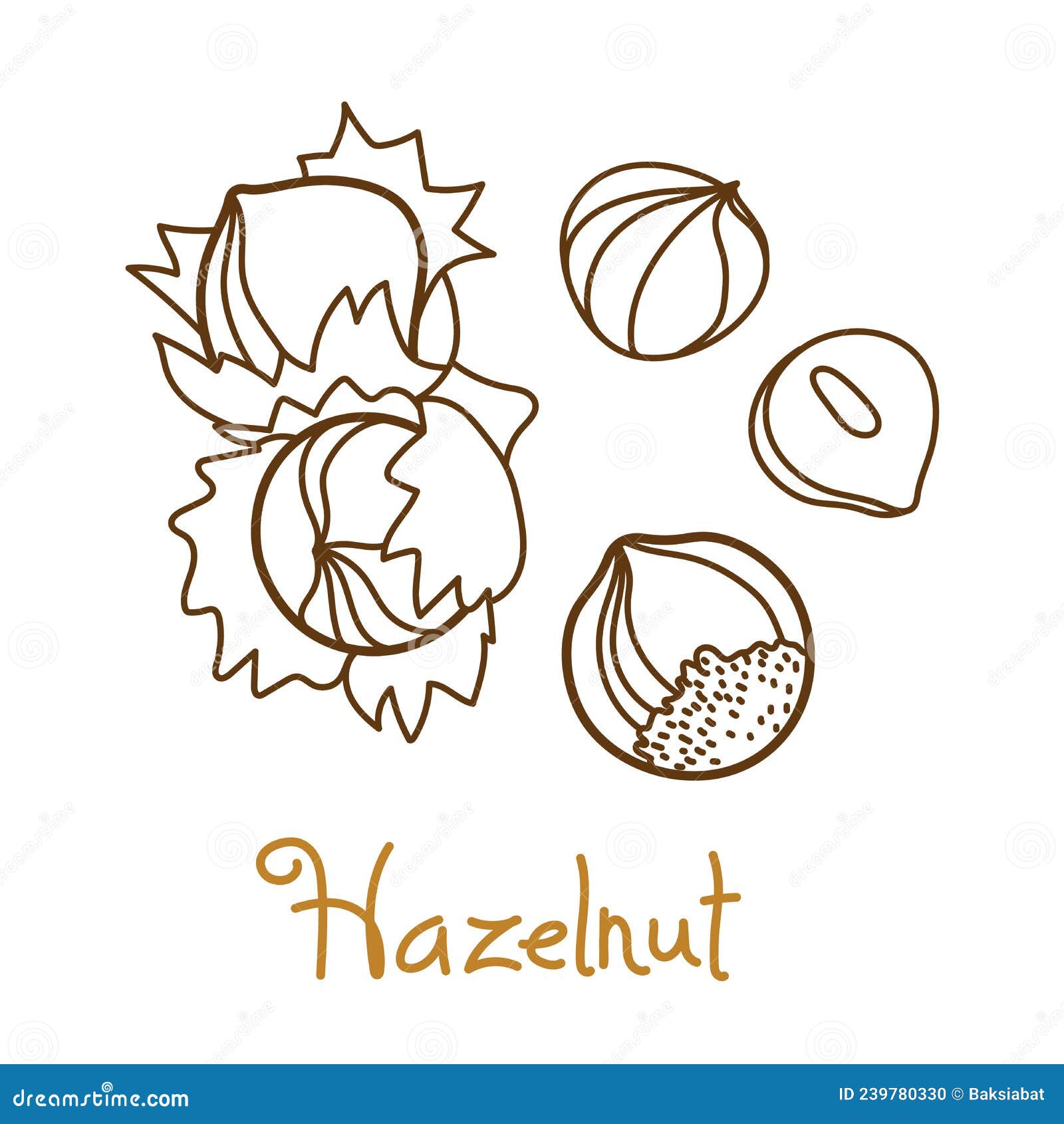 hazelnut, filbert, cobnut, hazel hand drawn graphics  for packaging  of nuts and seeds or snack. 