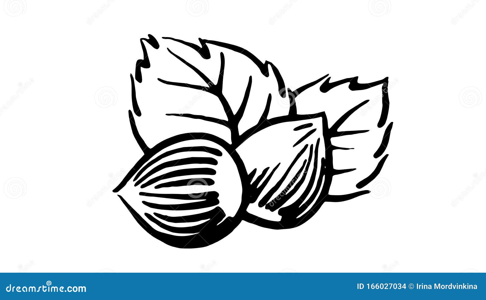 Hazelnut In Hand-drawn Style. Vector Illustration | CartoonDealer.com