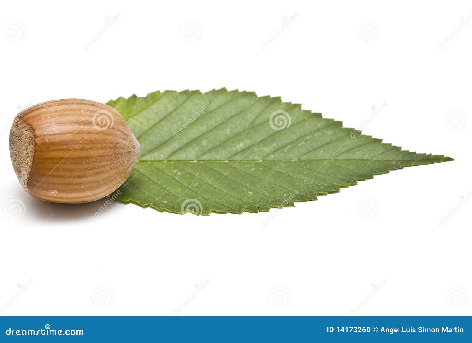 A hazelnut with a leaf. stock photo. Image of ecological 14173260