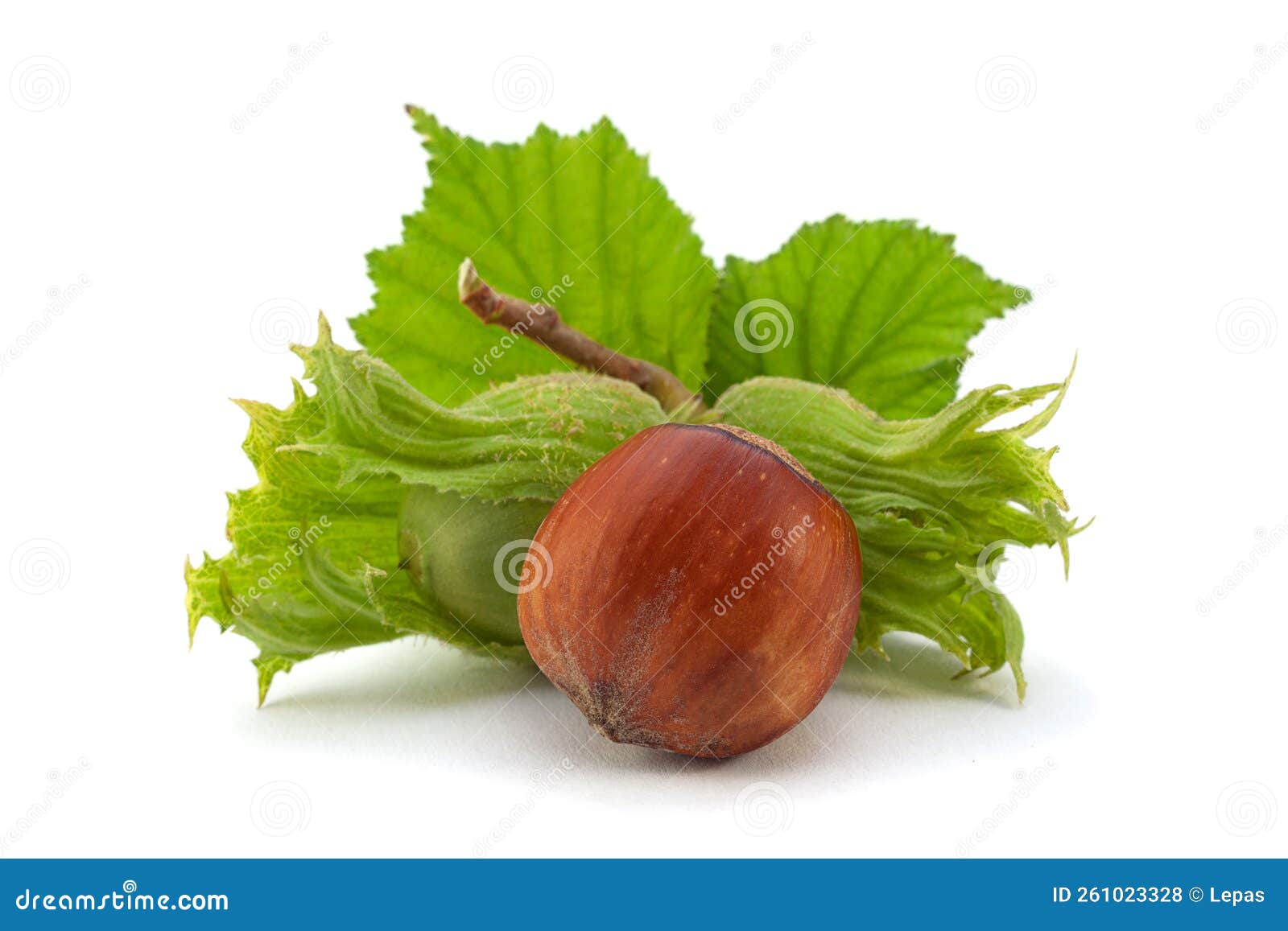 Hazelnut with leaf stock photo. Image of closeup, fresh 261023328