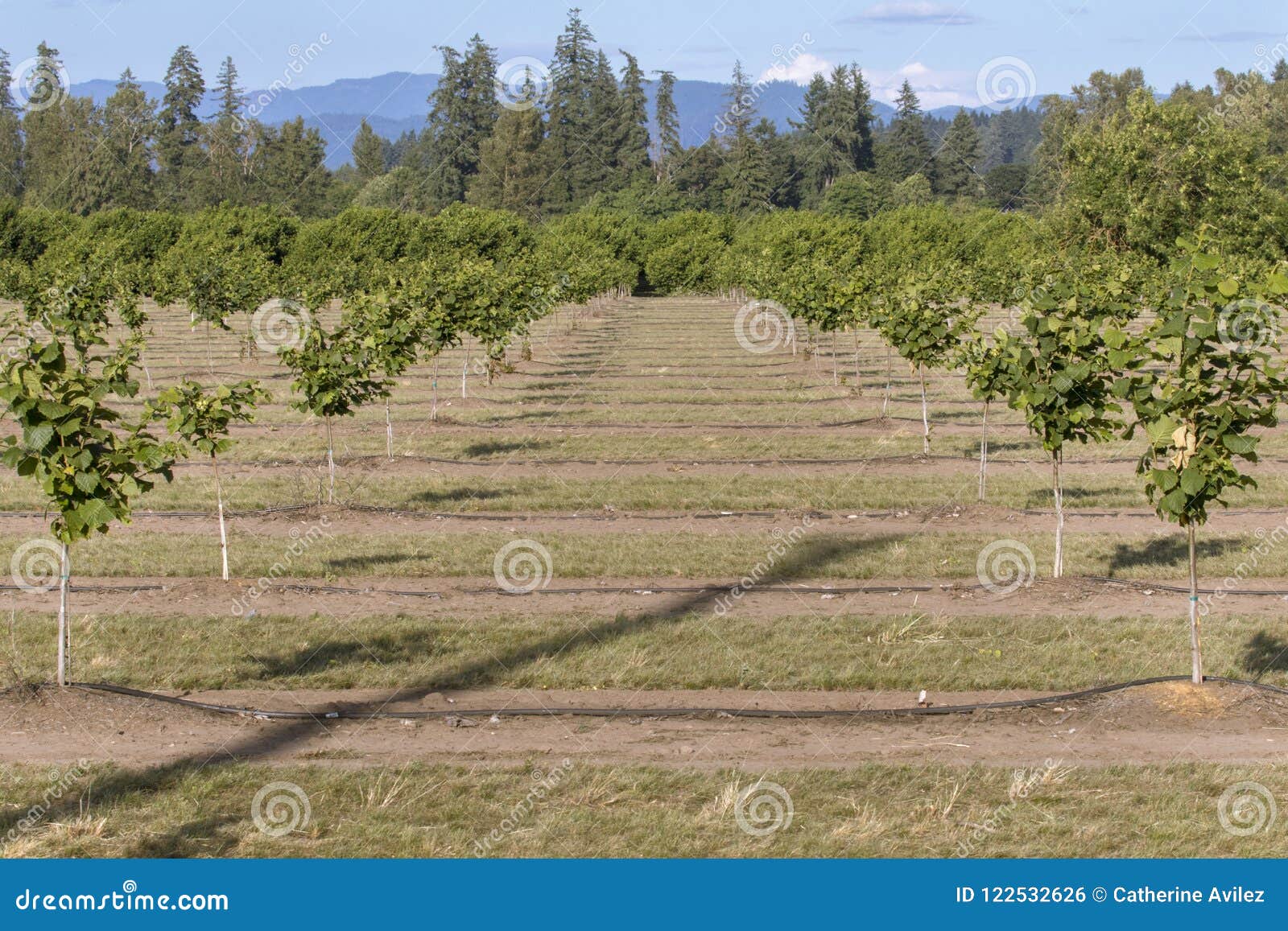 hazelnut rows, willamette valley, oregon