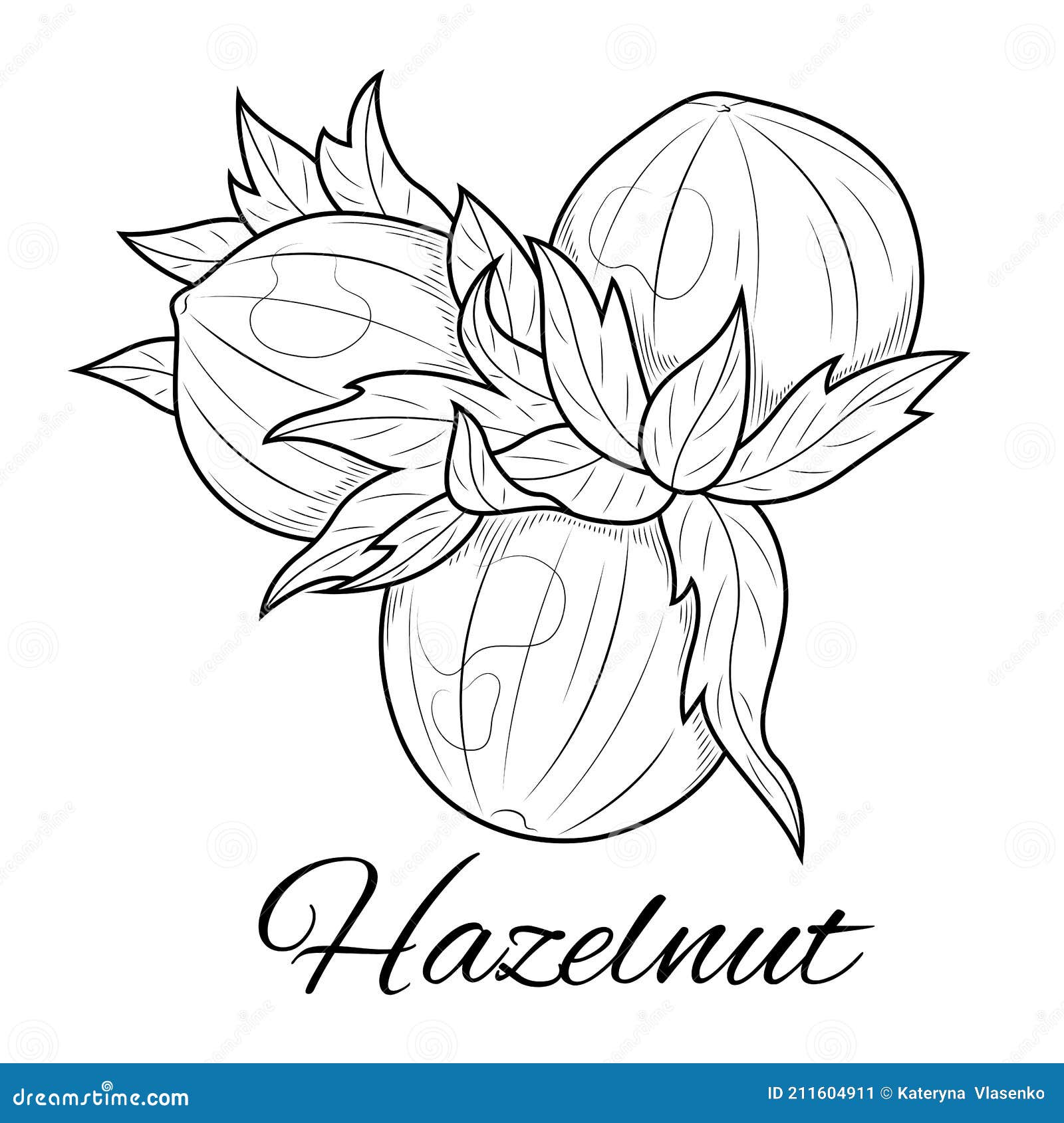 hazelnut sketch. nut.coloring for children and adults