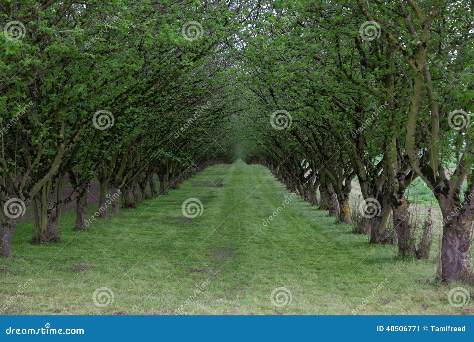 Hazelnut Tree Farm stock image. Image of industry, grass 40506771