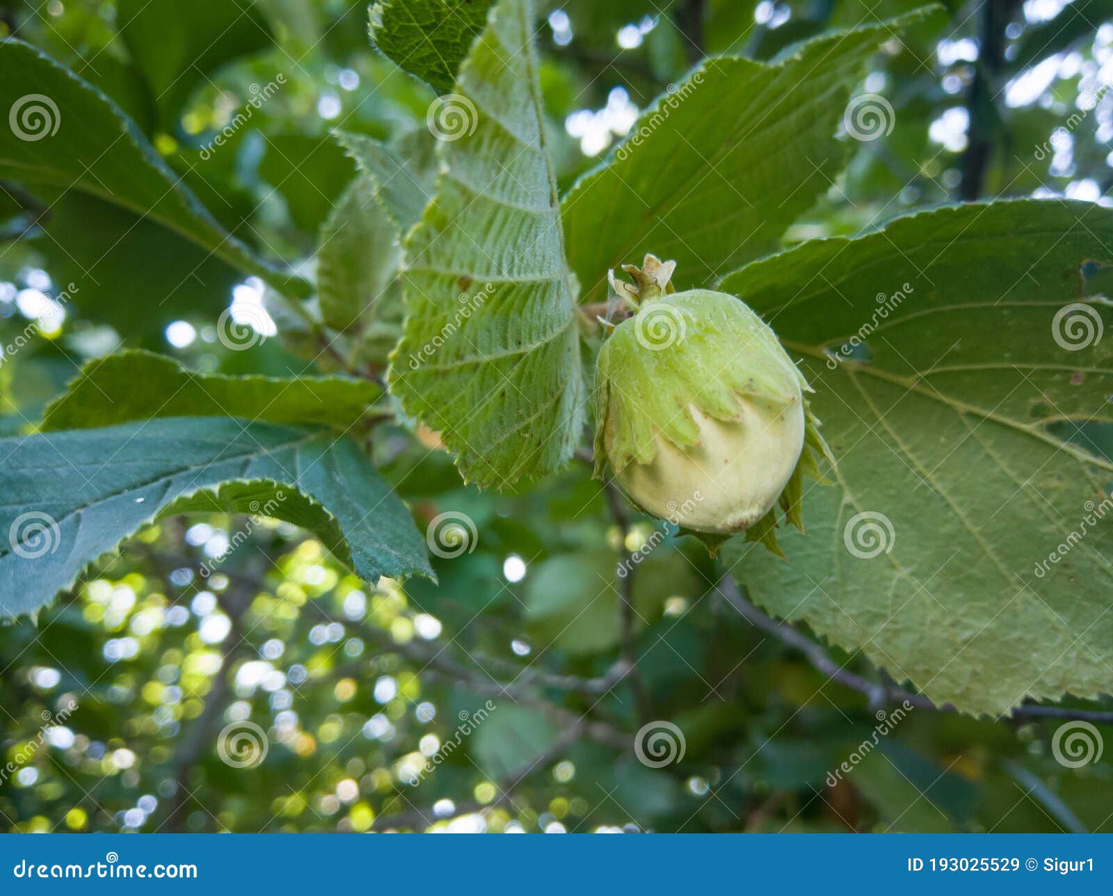 a hazelnut on the tree