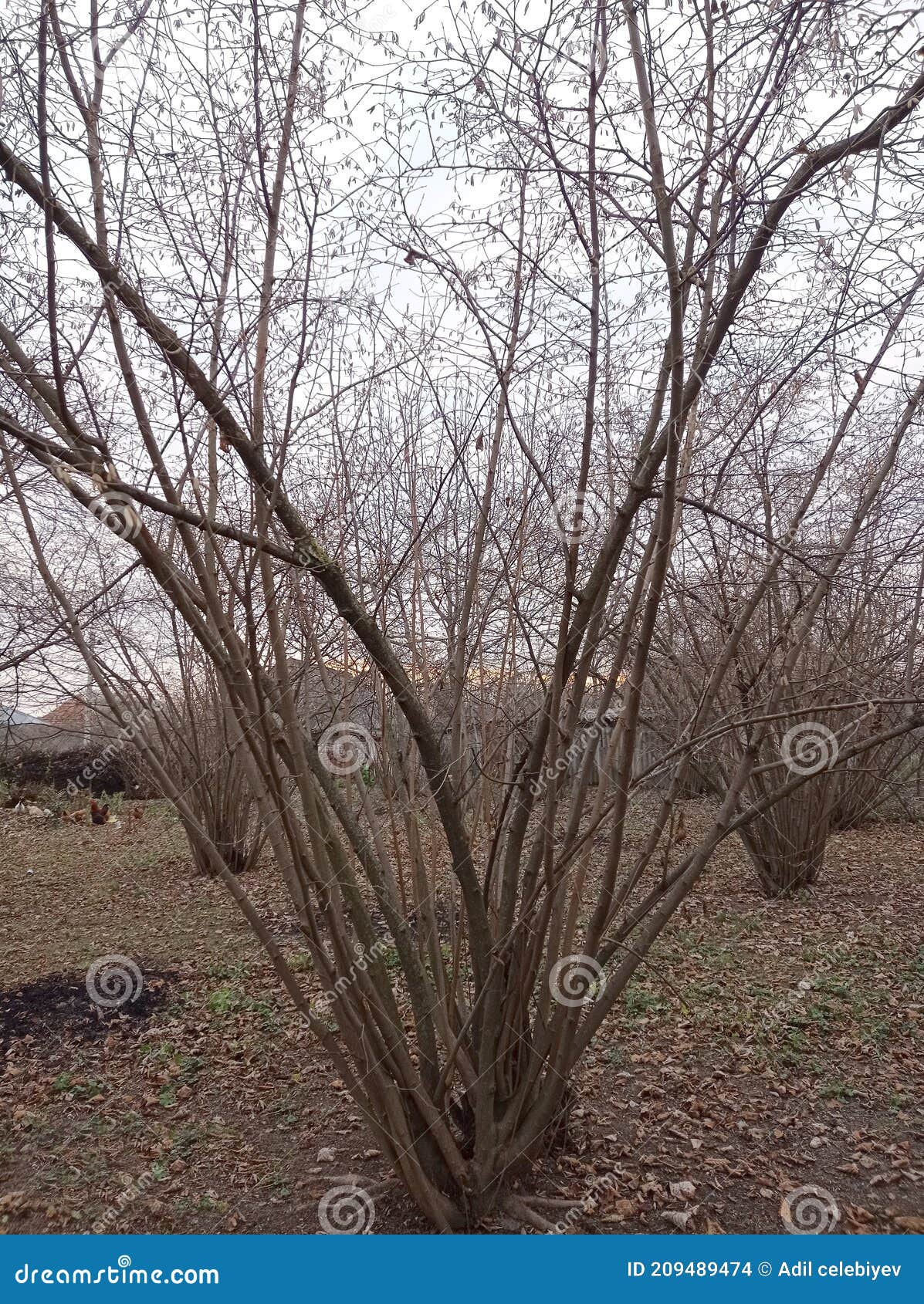 Field with Hazelnut Trees in Winter . Hazelnut Trees during the Winter