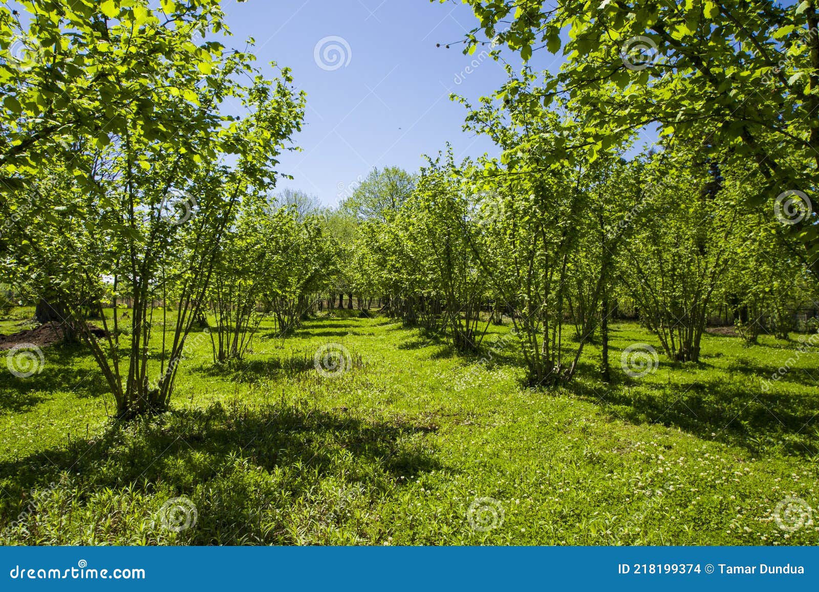 Hazelnut trees plantation stock photo. Image of italy 218199374