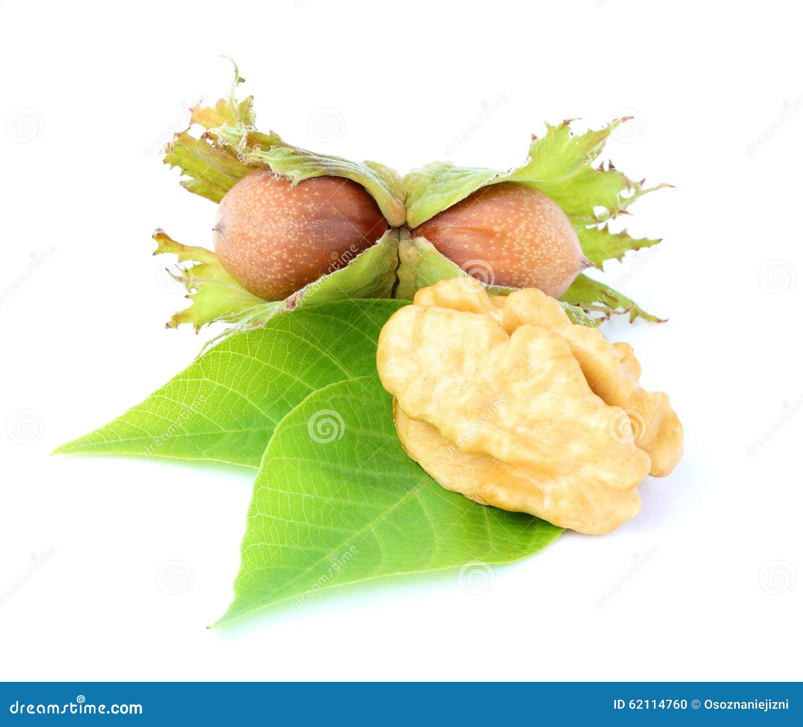 Hazelnut and walnut. stock photo. Image of nuts, background 62114760