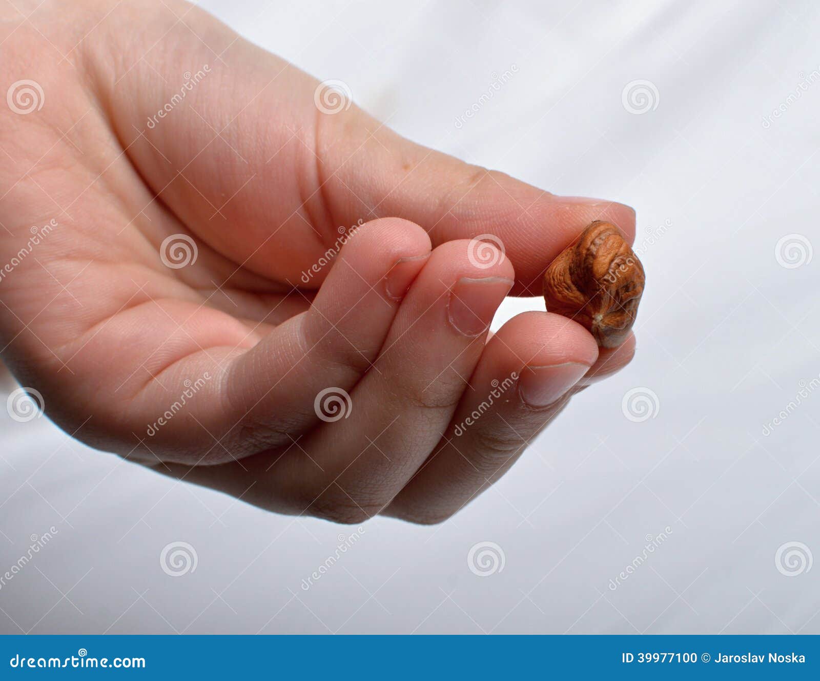 Hazelnuts stock photo. Image of health, lifestile, flavoring 39977100