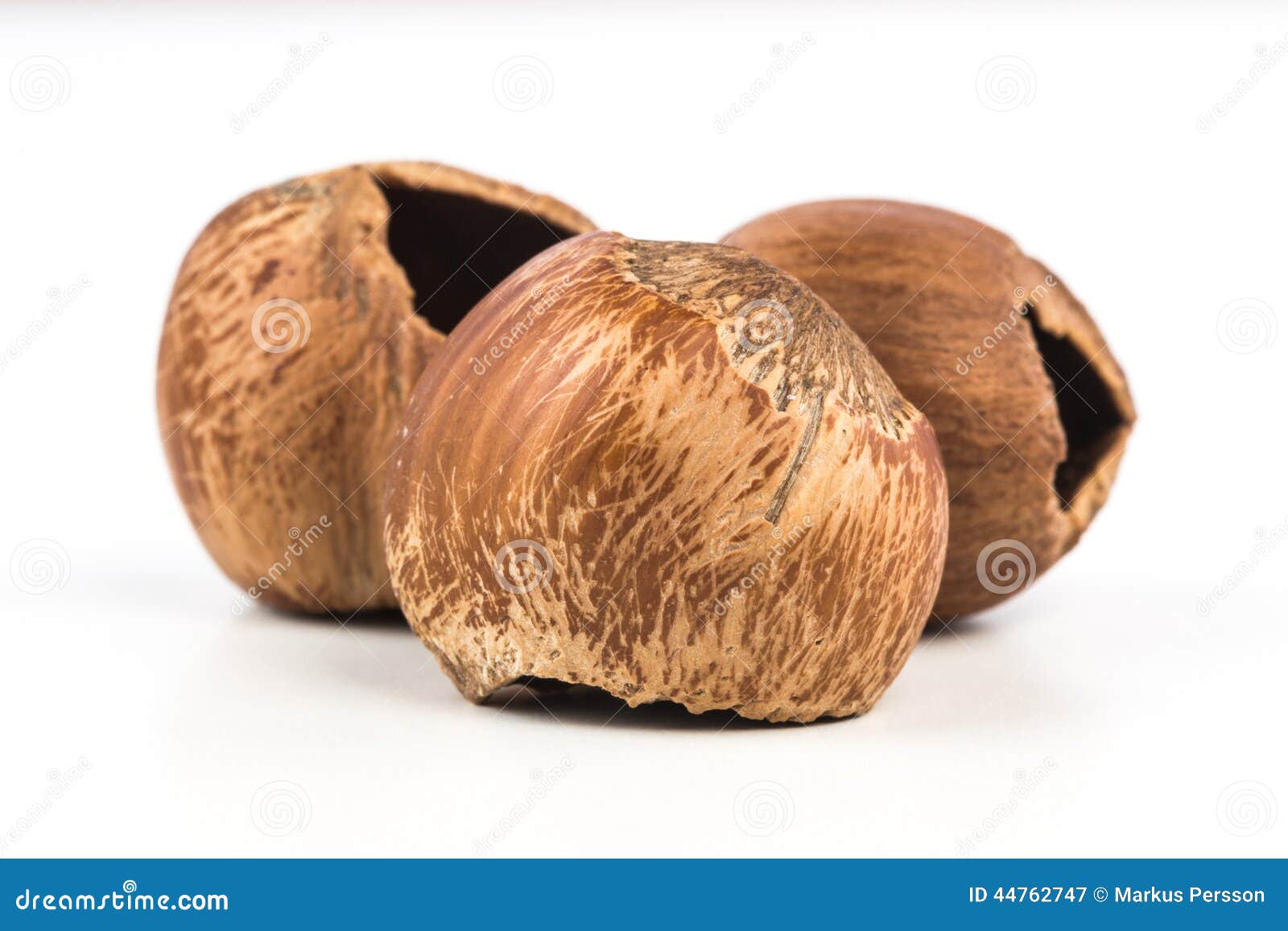 Hazelnuts stock image. Image of food, nuts, macadamia 44762747