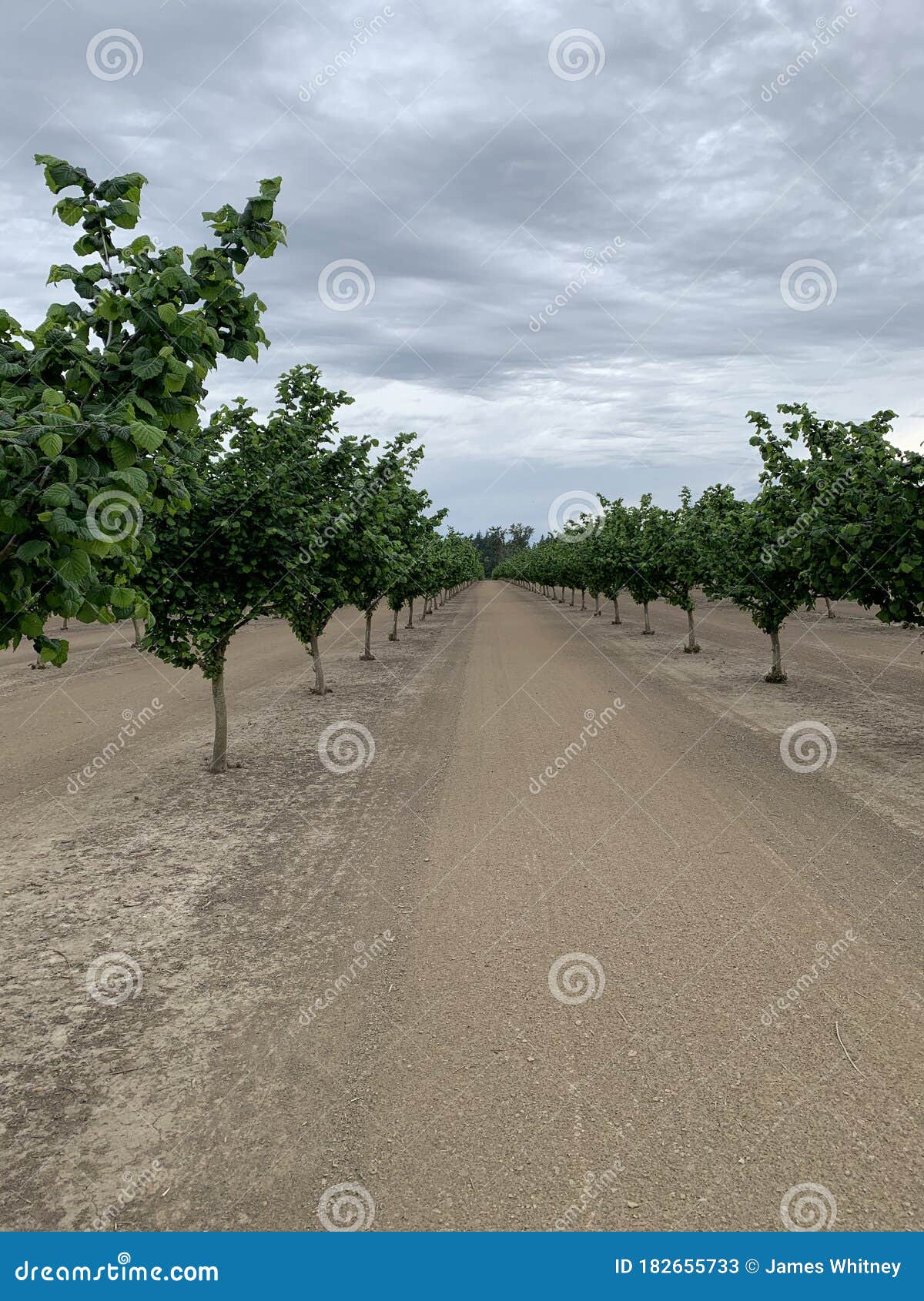 Hazelnuts Growing in a Hazelnut Orchard in the Willamette Valley of