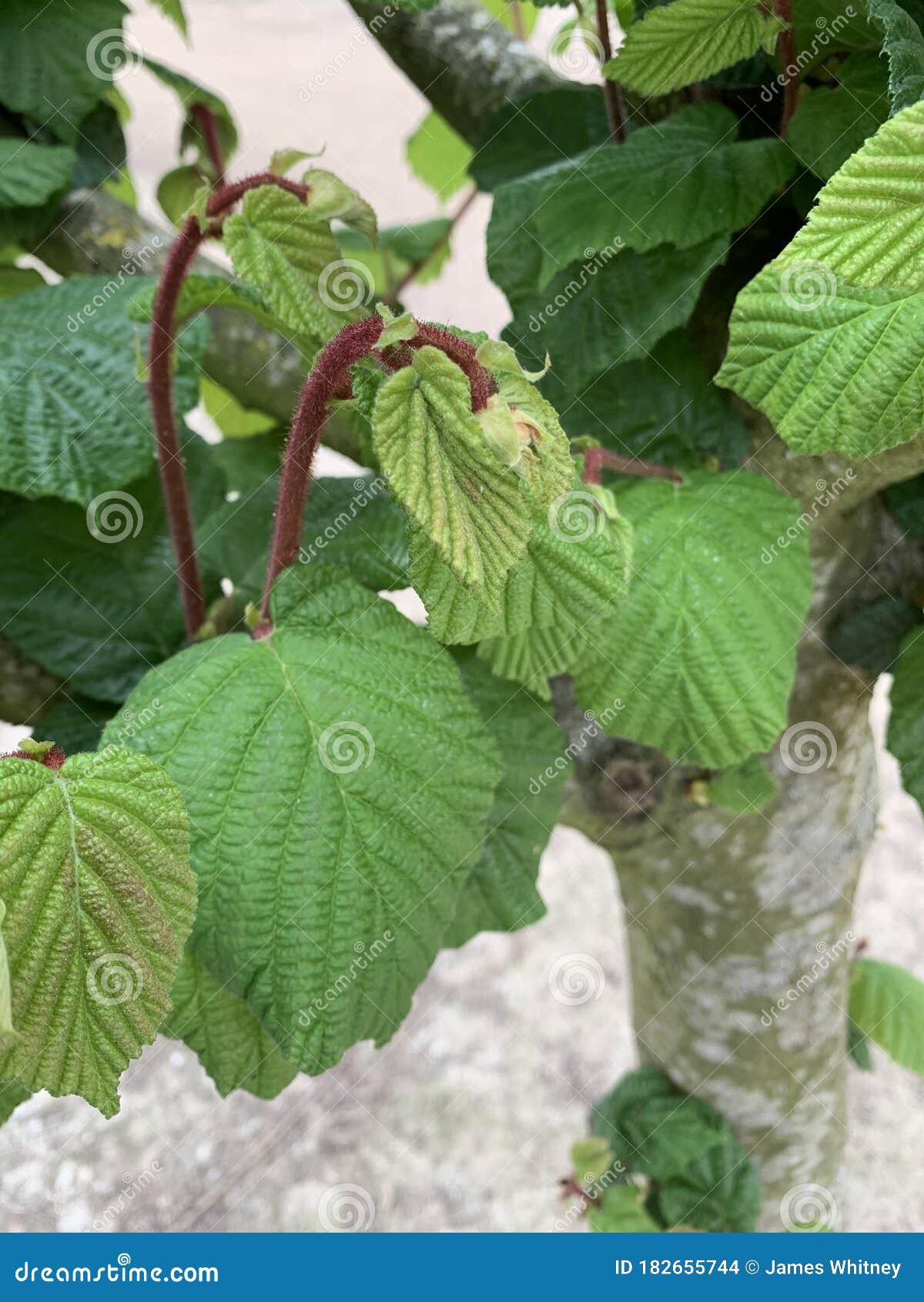 Hazelnuts Growing in a Hazelnut Orchard in the Willamette Valley of