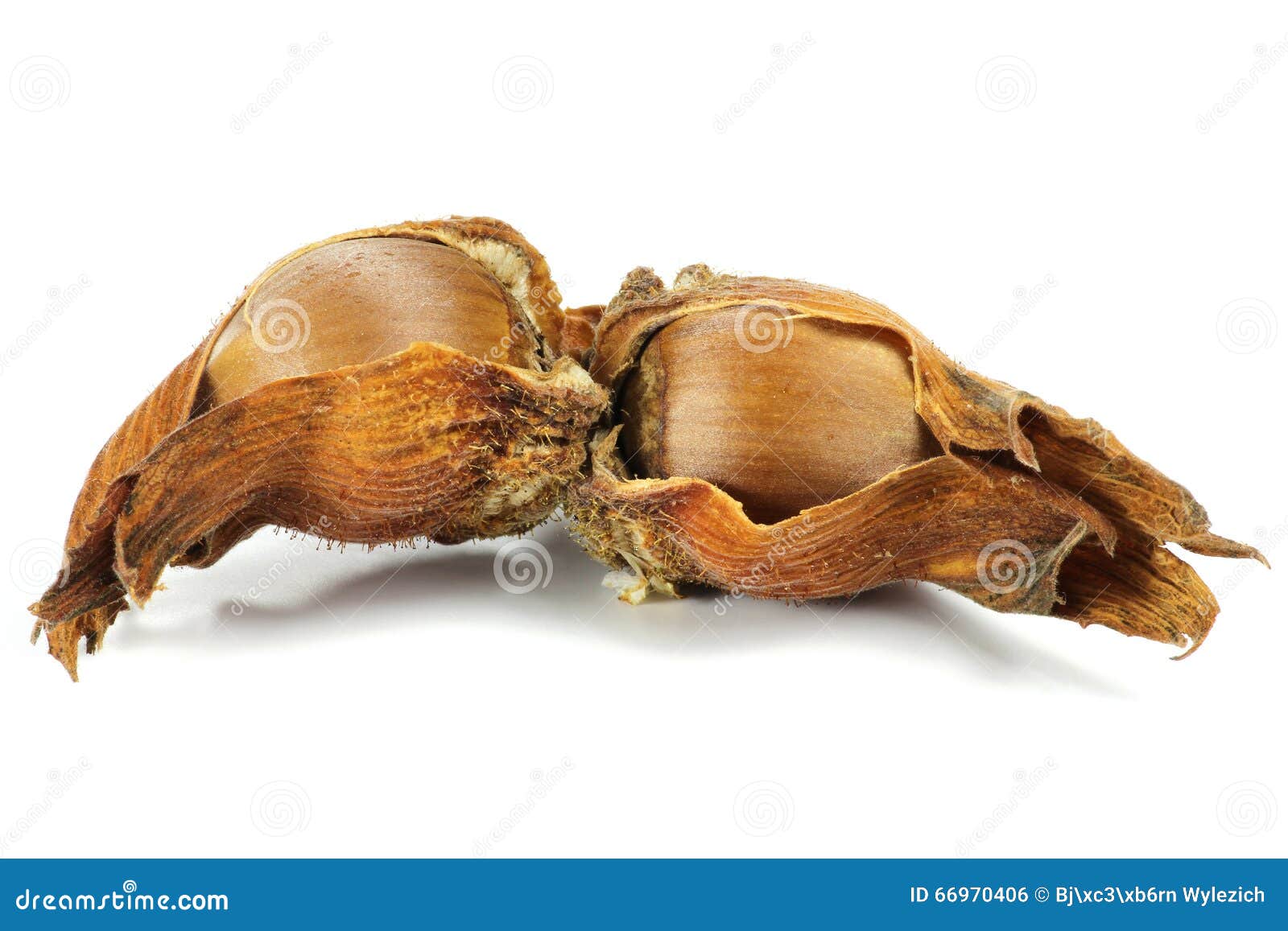 Hazelnuts stock photo. Image of filbert, allergy, garden 66970406