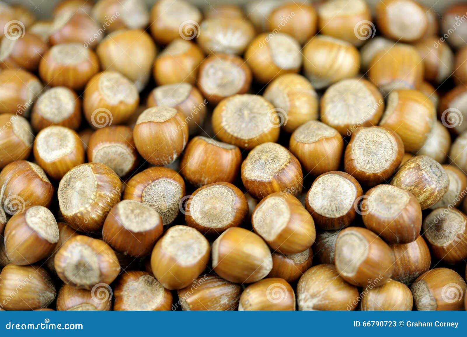 Hazelnuts stock image. Image of cobnut, ingredient, edible 66790723