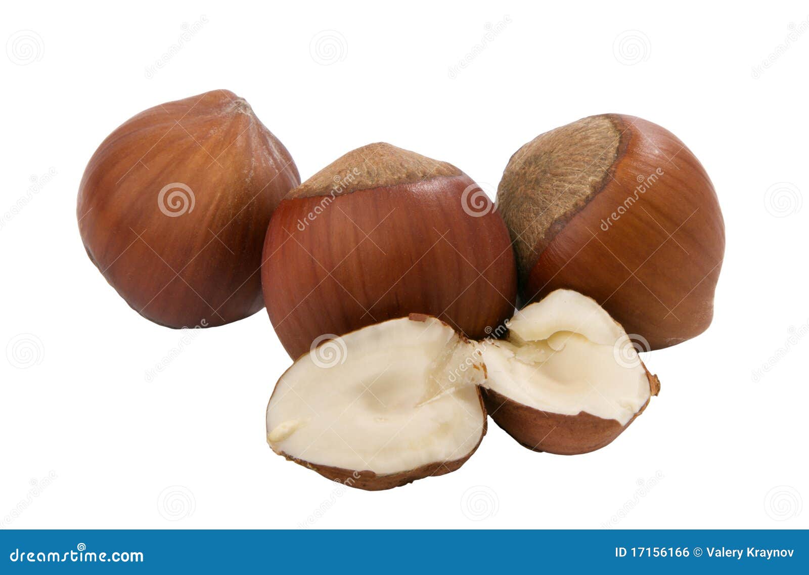 Hazelnuts, Whole and Unshelled Stock Photo Image of nature, seed