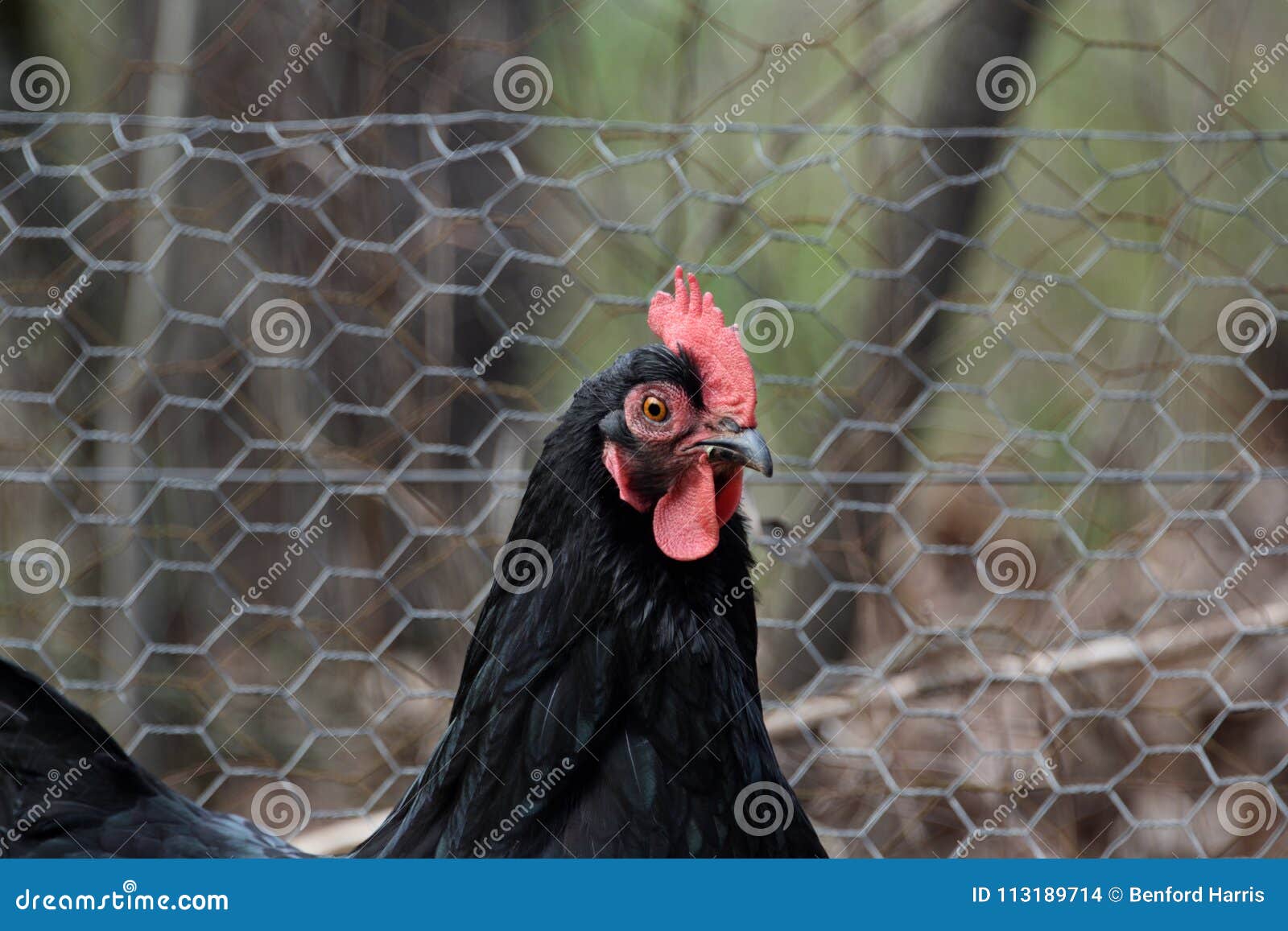 Black Sexlink Hen Stock Photo By ZDS Stock Photo - Image of chicken, artist...