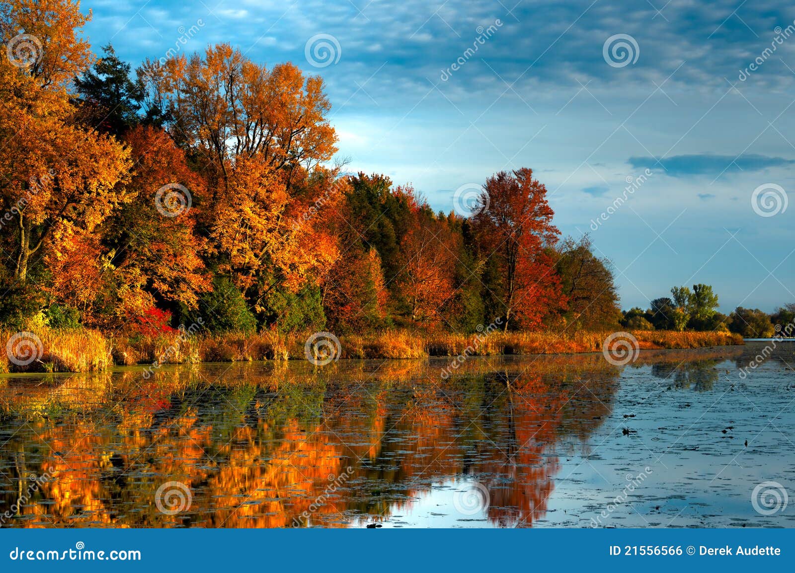HDR Autumn Forest on Waterfront Stock Photo - Image of foliage, habitat ...