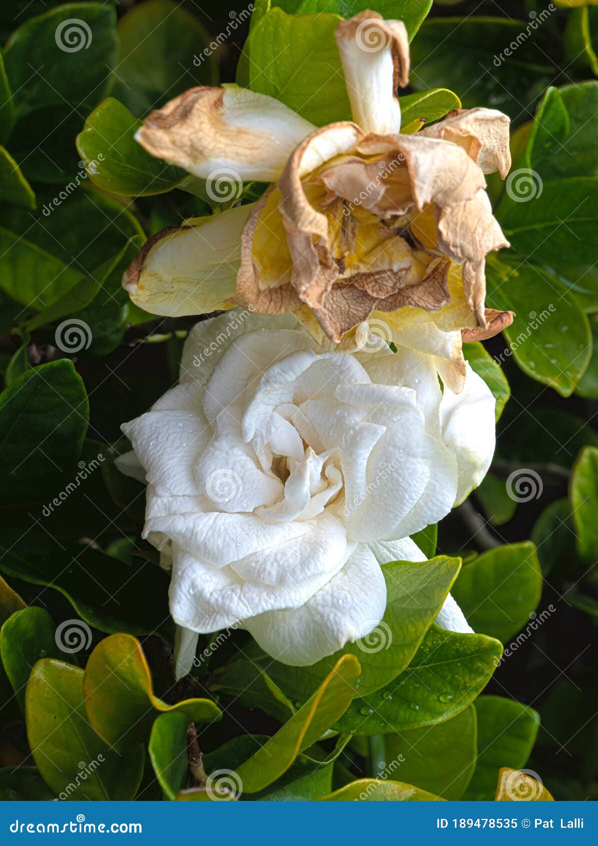 HDR Gardenia Life and Death Horizontal Stock Image Image of fragrant