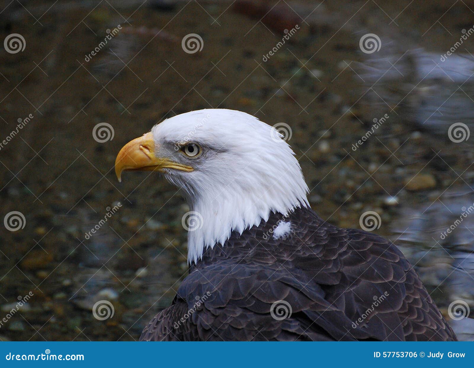Head of an American Bald Eagle Stock Photo - Image of wildlife, looking:  57753706