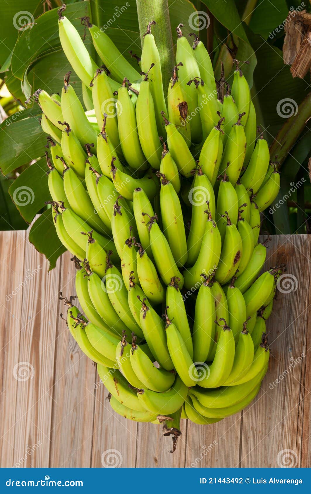 Head of bananas stock photo. Image of growth, head, group 21443492