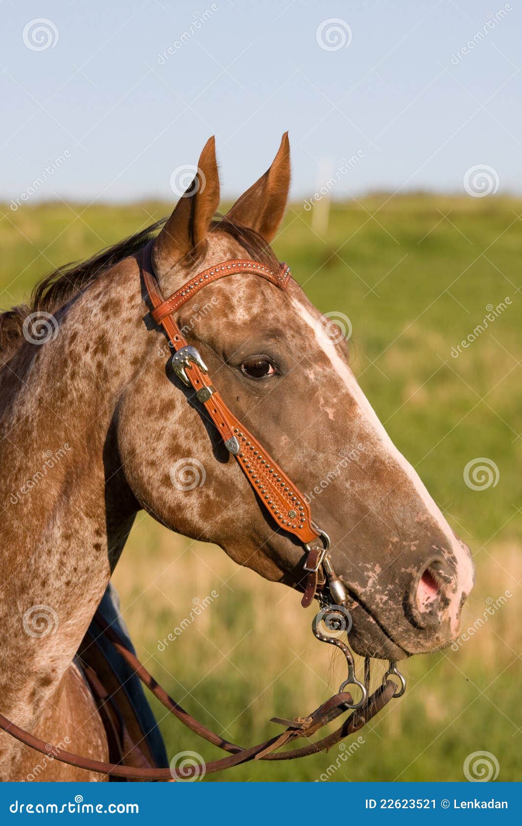 Head of Beautiful Appaloosa Horse Stock Image Image of domestic, outdoor 22623521