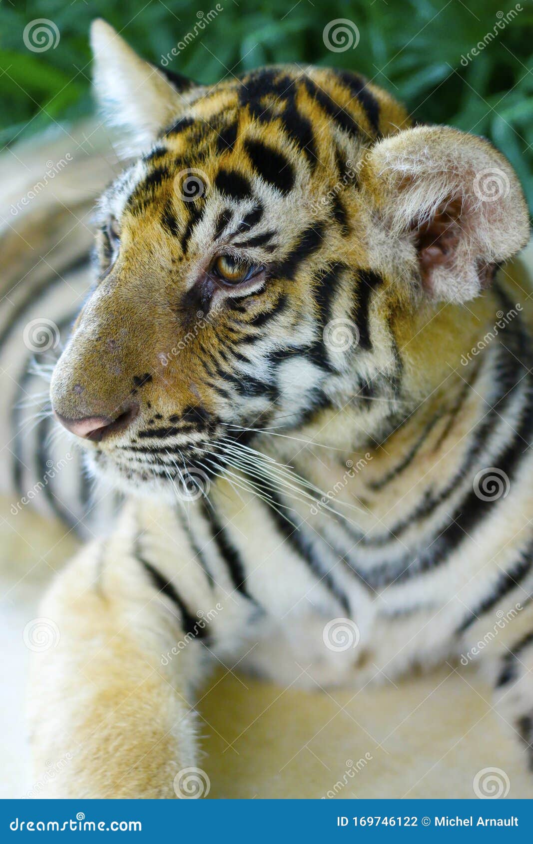 Head of Bengal Tiger in the Rainforest Stock Photo Image of india