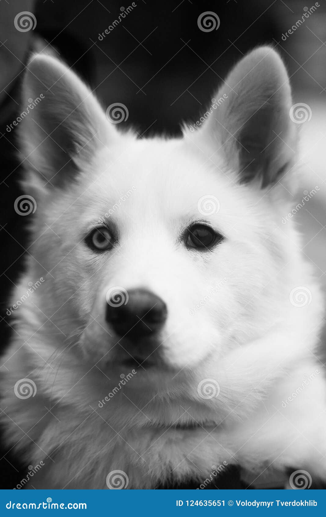 big fluffy grey and white dog