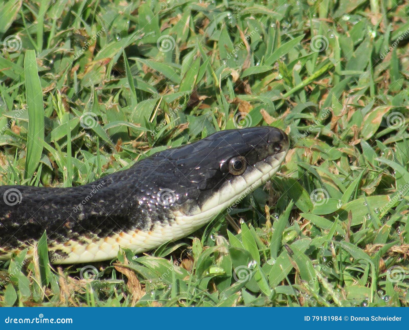 Head Of Black Snake In Grass Closeup Stock Photo Image Of Snake