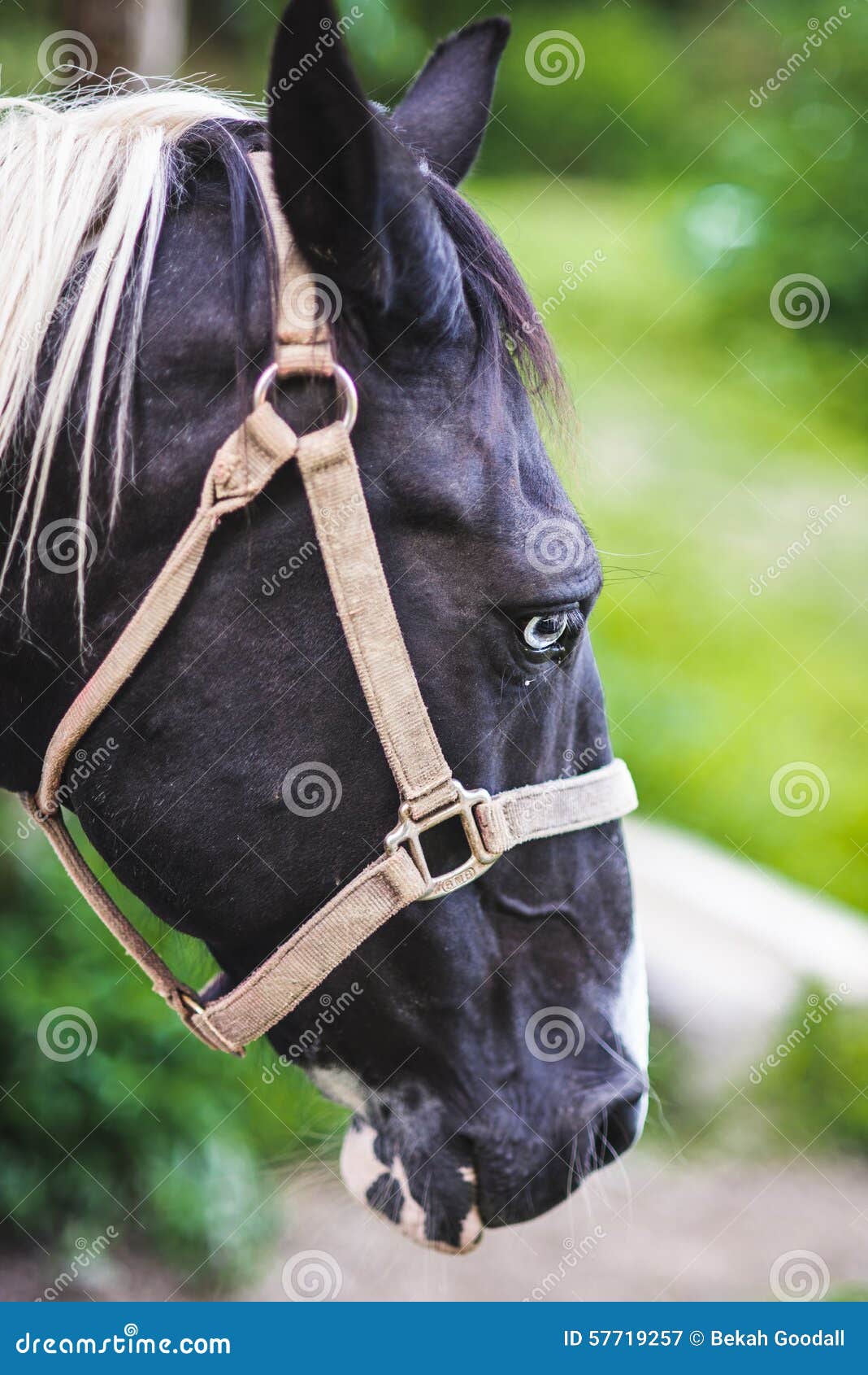 Portrait of a Black and White Horse Stock Image Image of portrait