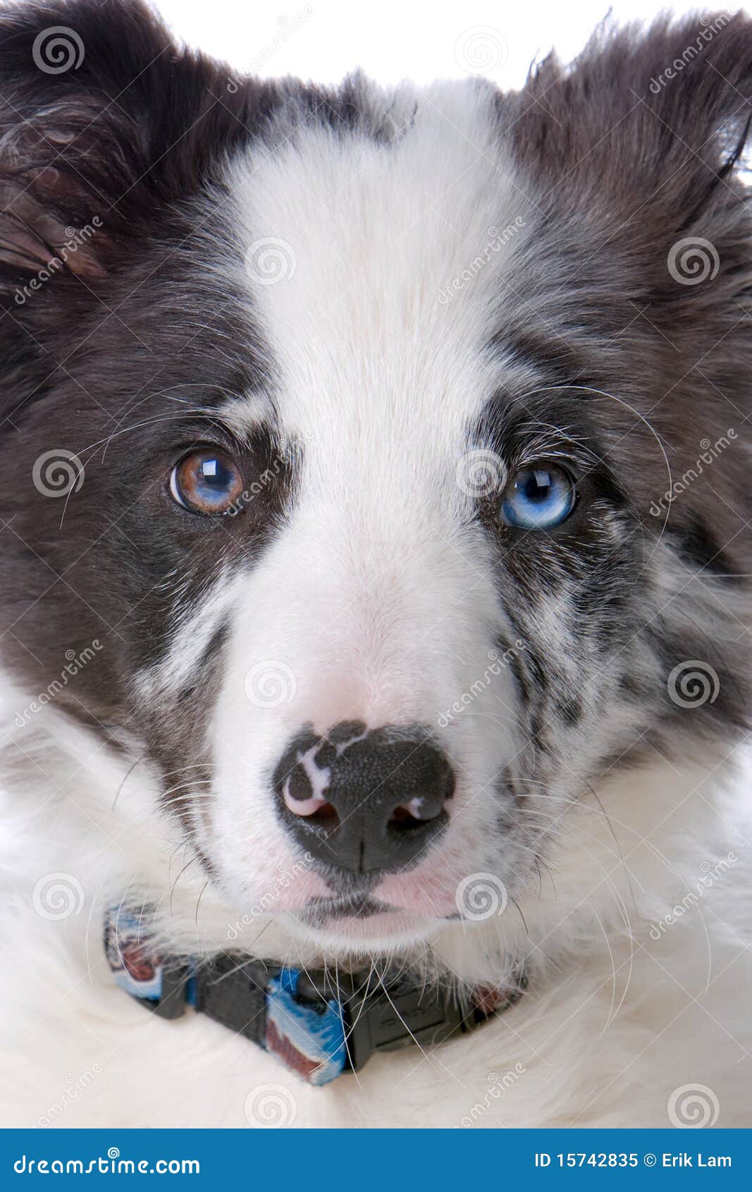 Head Of A Border Collie Dog Stock Image Image of
