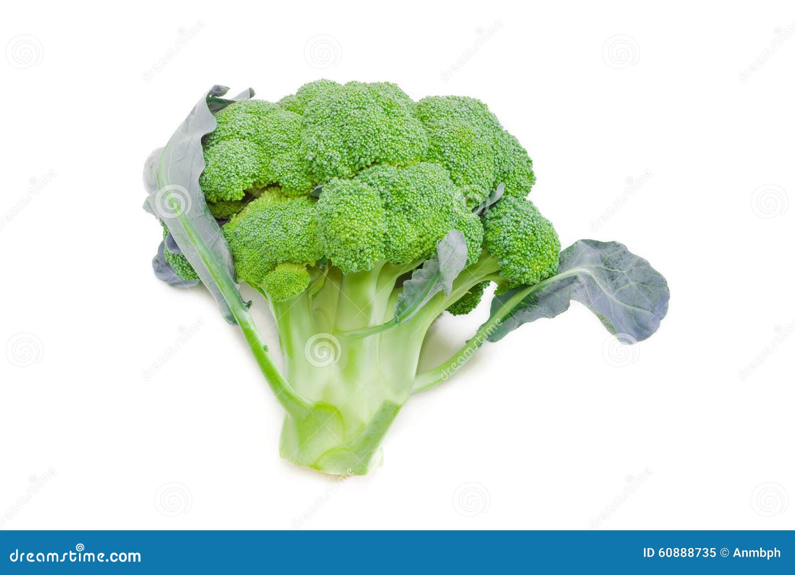 Head of Broccoli on a Light Background Stock Image Image of farm