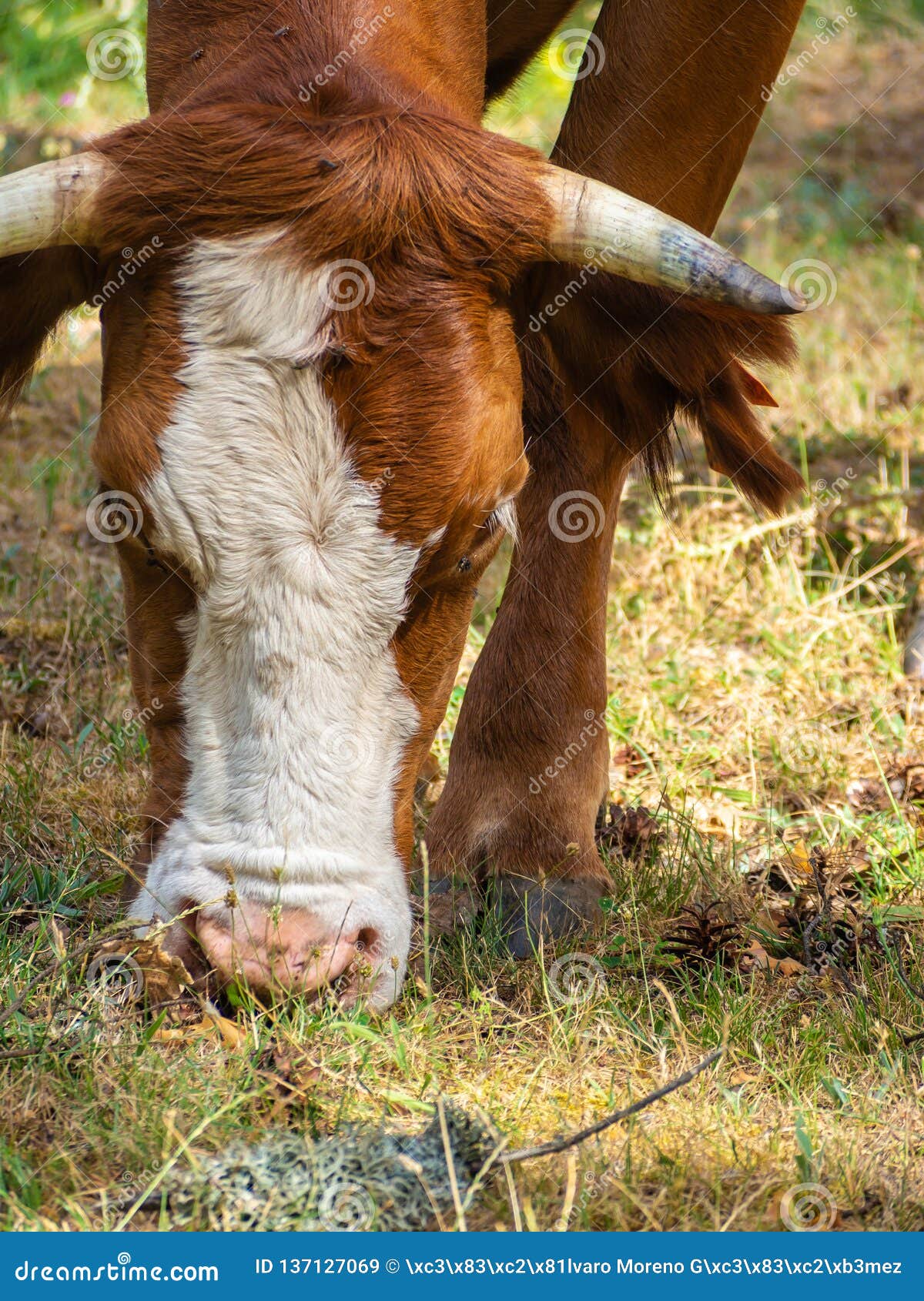 Head of Brown and White Cow Eating Stock Image Image of cattle