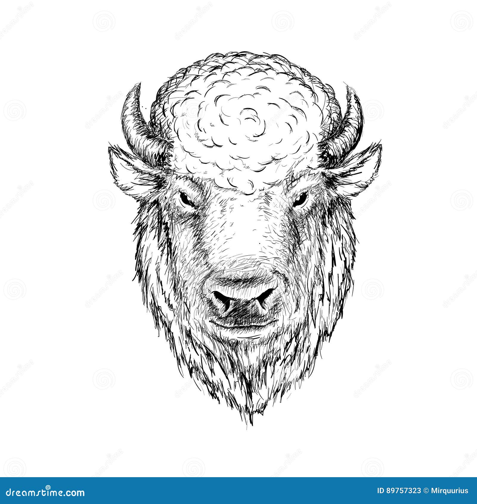 head of buffalo.