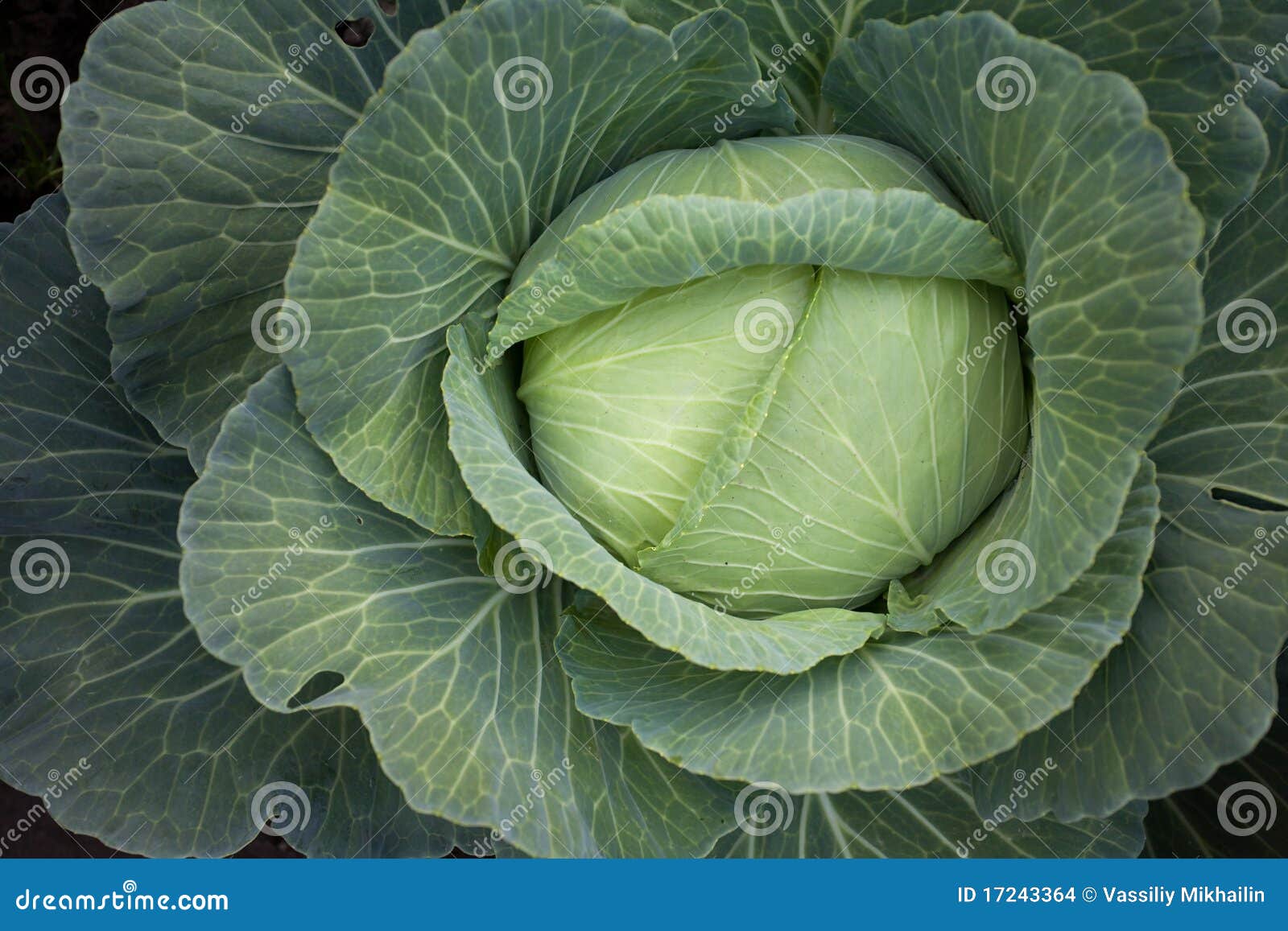 Head of cabbage stock photo. Image of garden, healthy 17243364