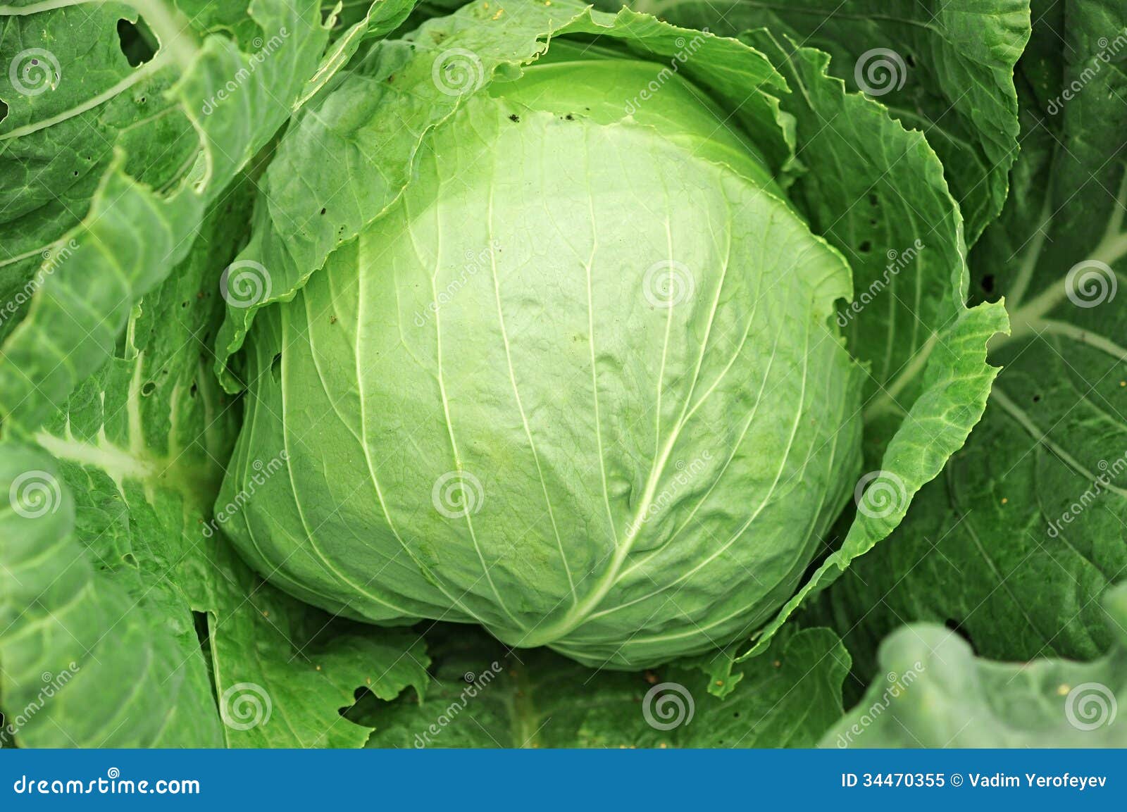 Head of cabbage stock image. Image of growth, foliage 34470355