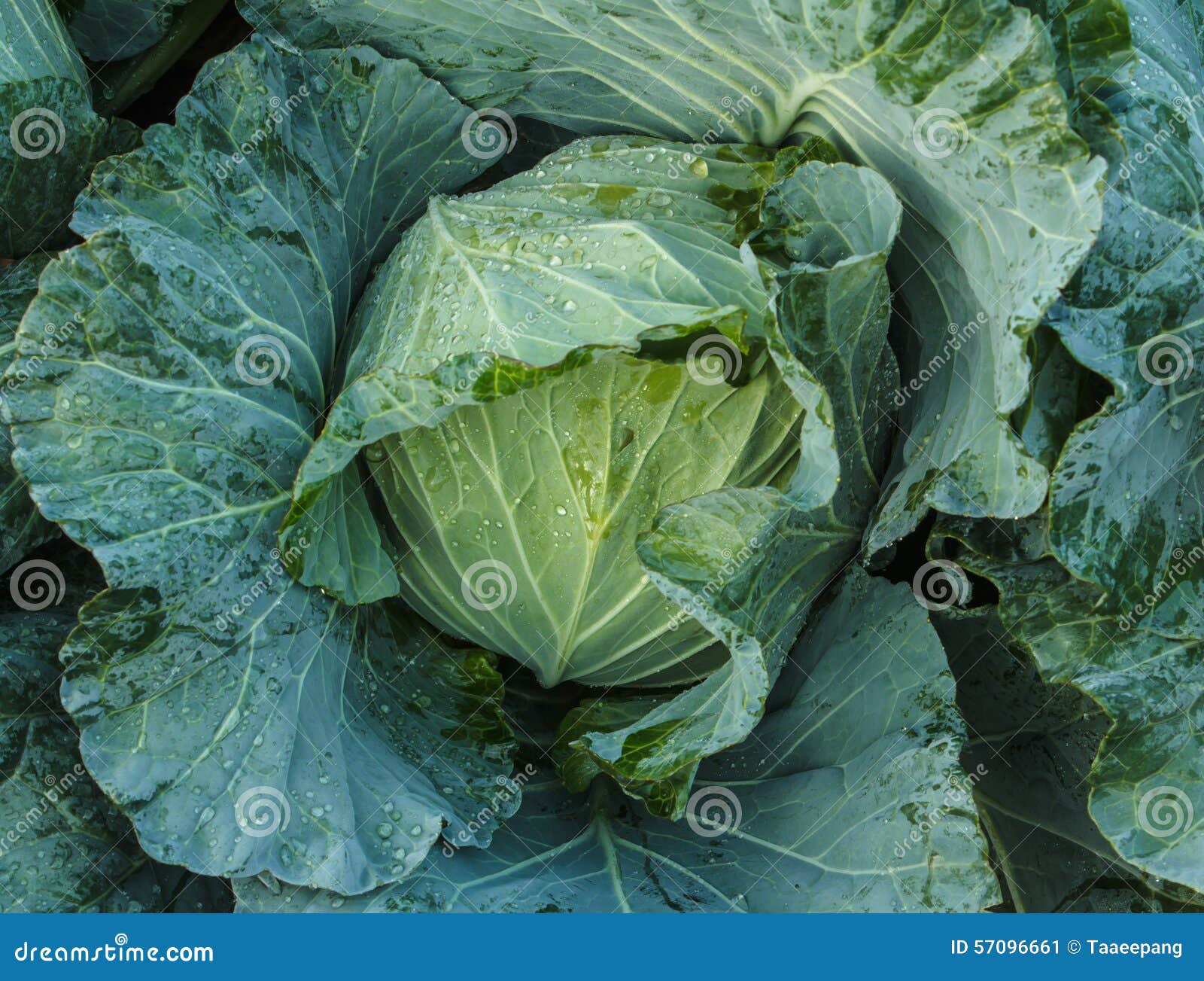 Head of cabbage stock image. Image of harvesting, close 57096661