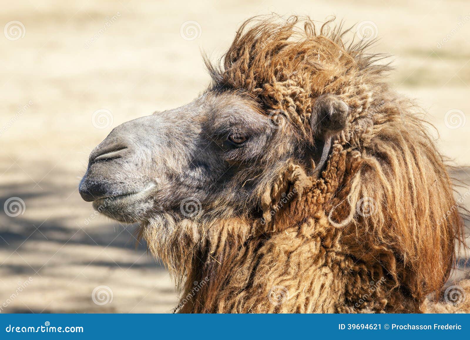 Head of a camel stock image. Image of nature, heat, transportation - 39694621 Head of a camel stock image. Image of nature, heat, transportation - 39694621