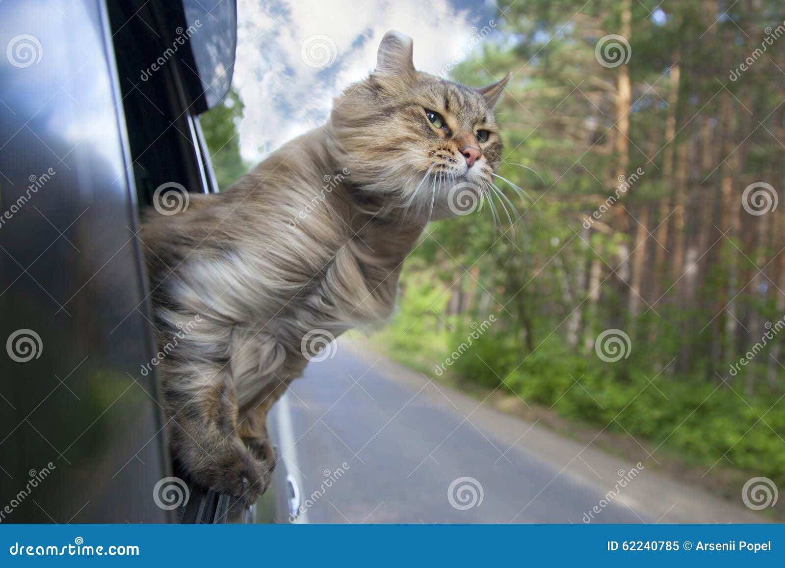 Head Cat Out of a Car Window in Motion Stock Image Image of window