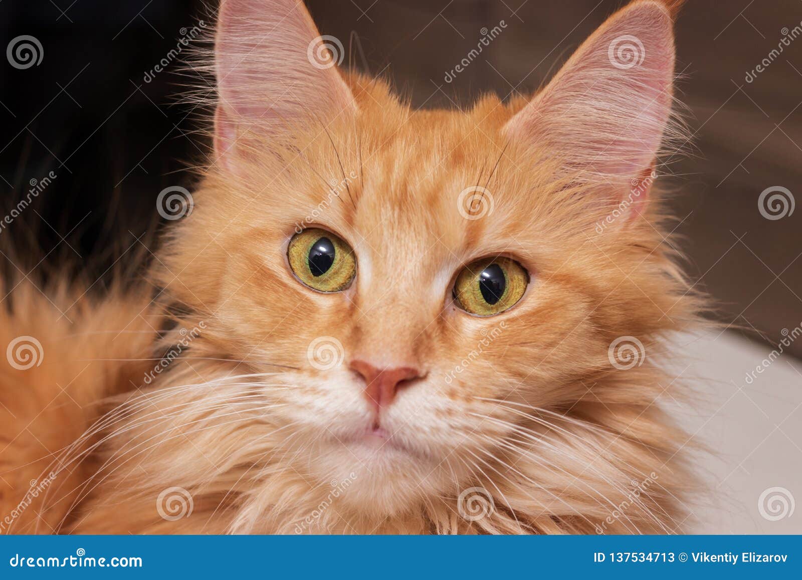 20 260 Head Cats Photos Free Royalty Free Stock Photos From Dreamstime