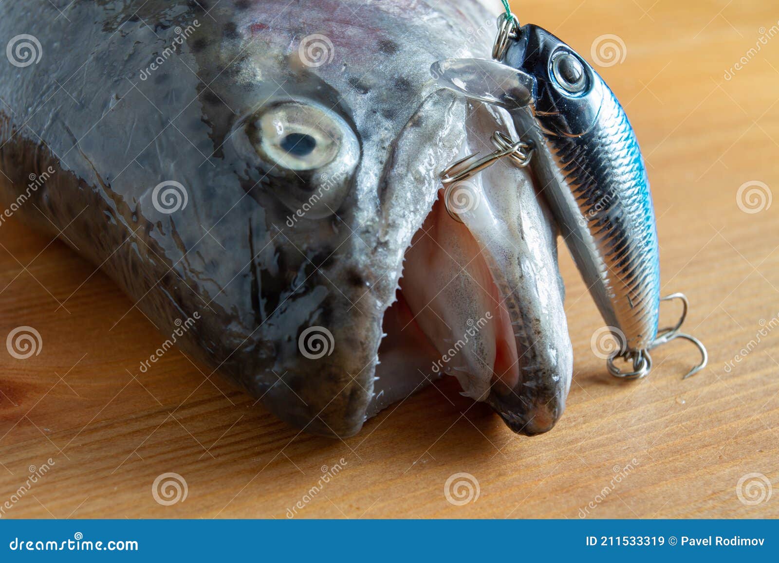 The Head of a Caught Fish with a Wobbler in Its Mouth Stock Image - Image  of trophy, caught: 211533319