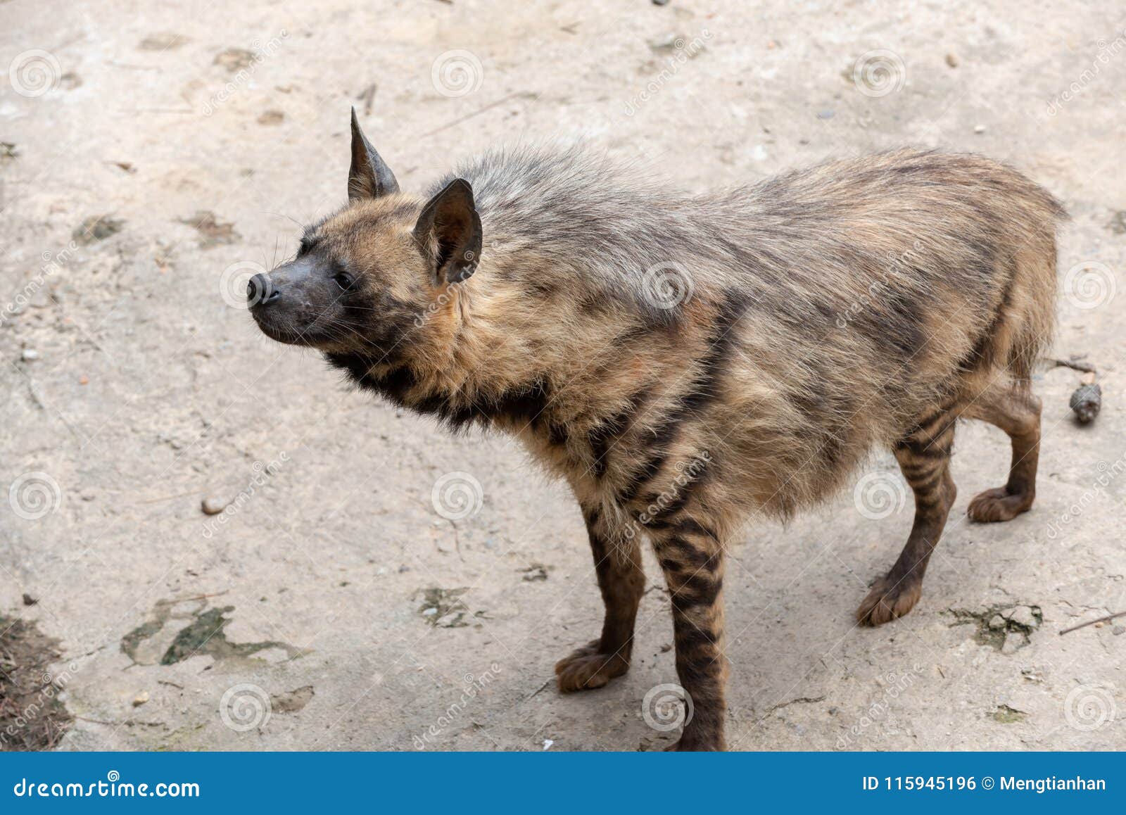 striped hyaena